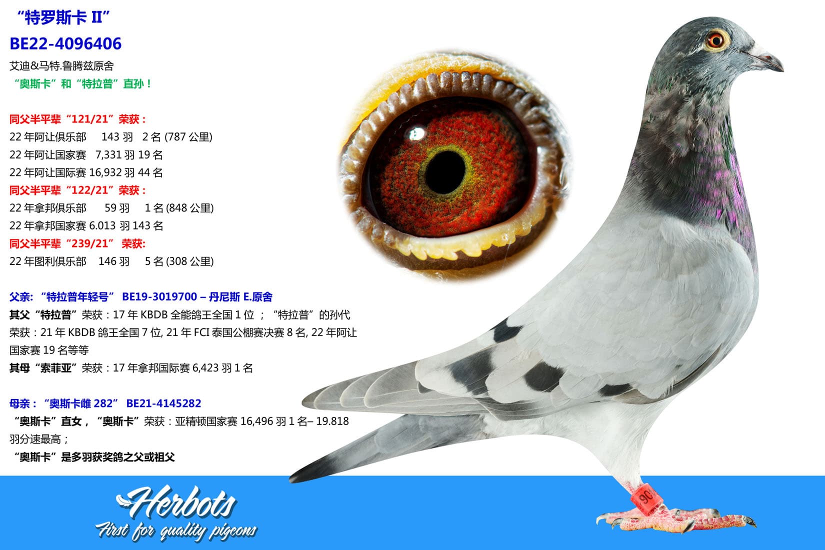 pigeon: undefined