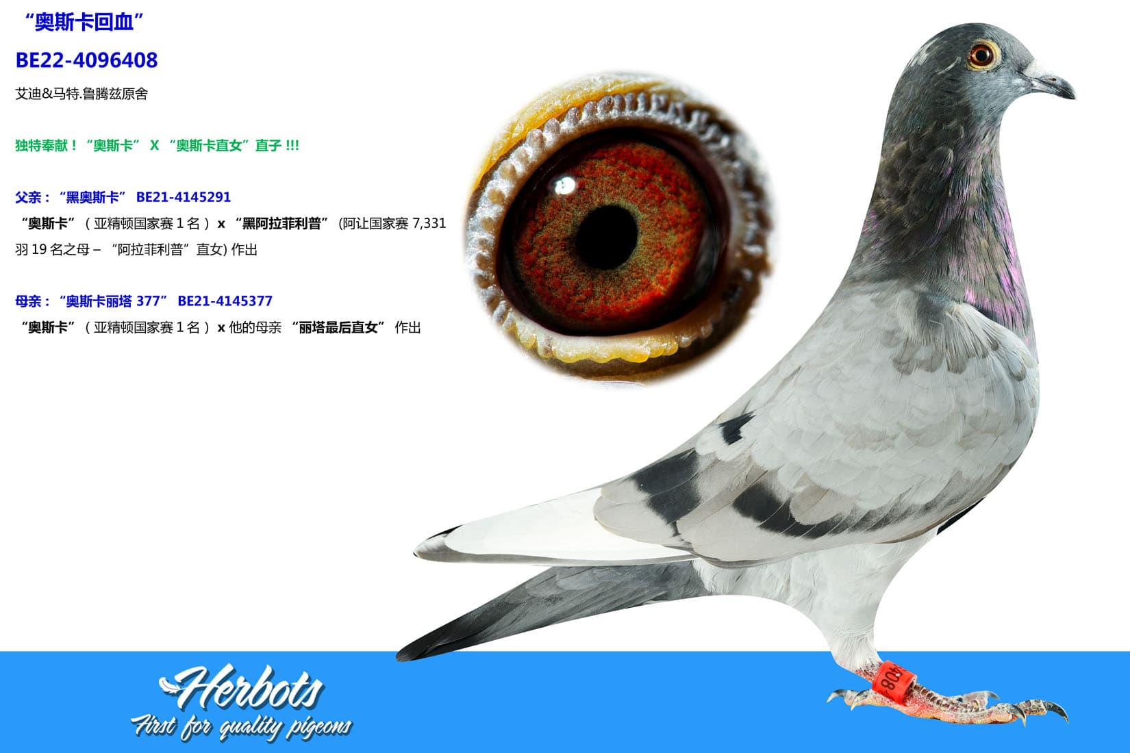 pigeon: undefined