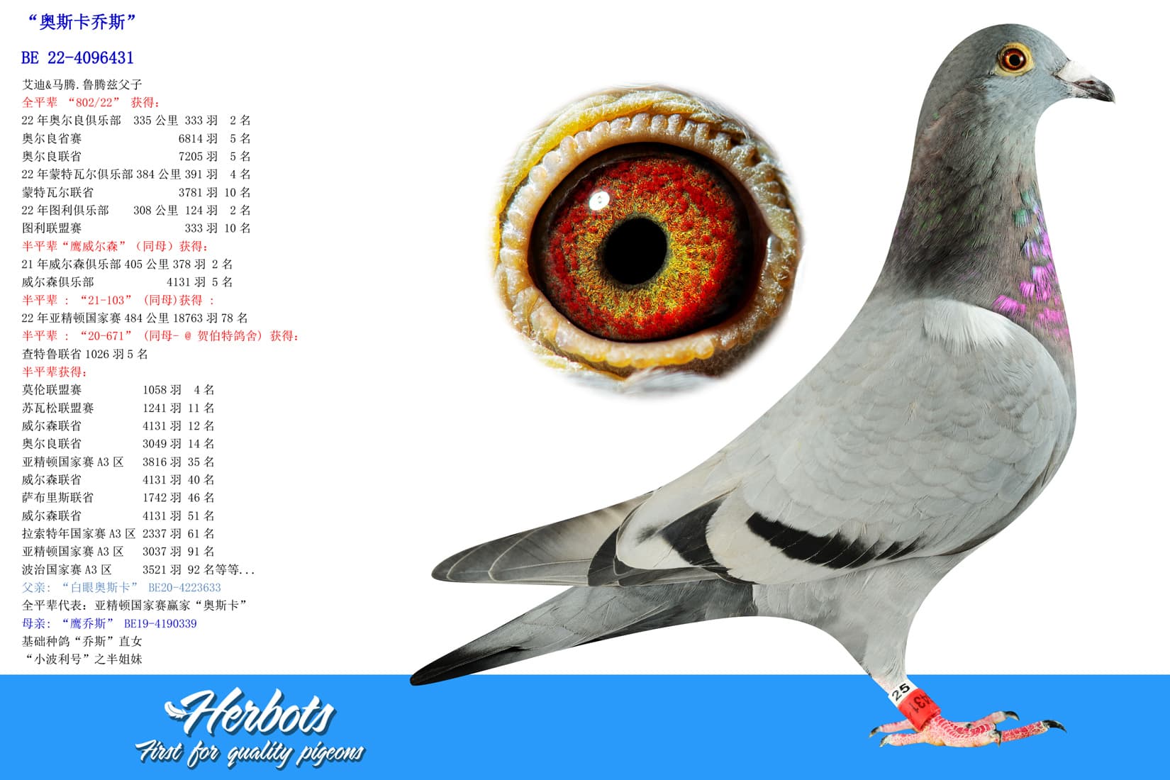 pigeon: “奥斯卡乔斯”