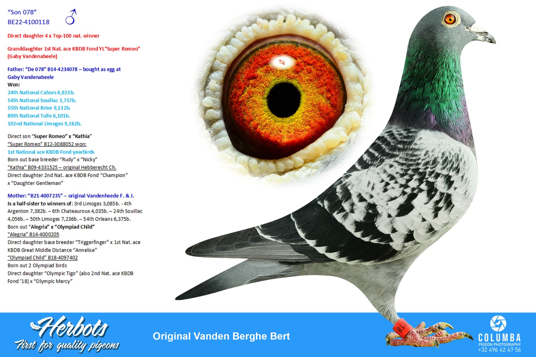 pigeon: undefined