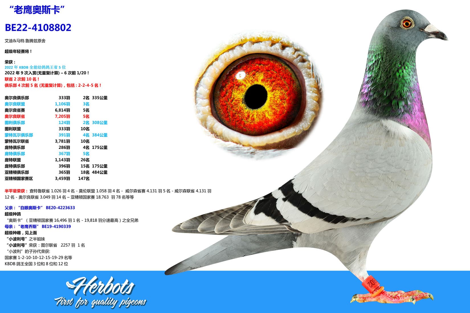 pigeon: undefined