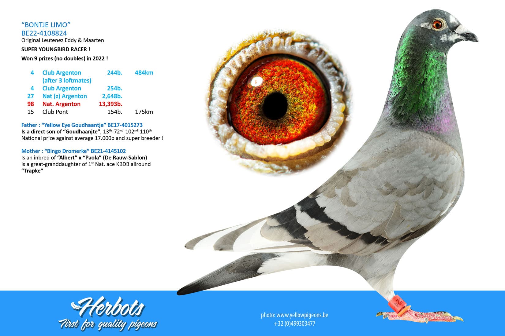 pigeon: undefined