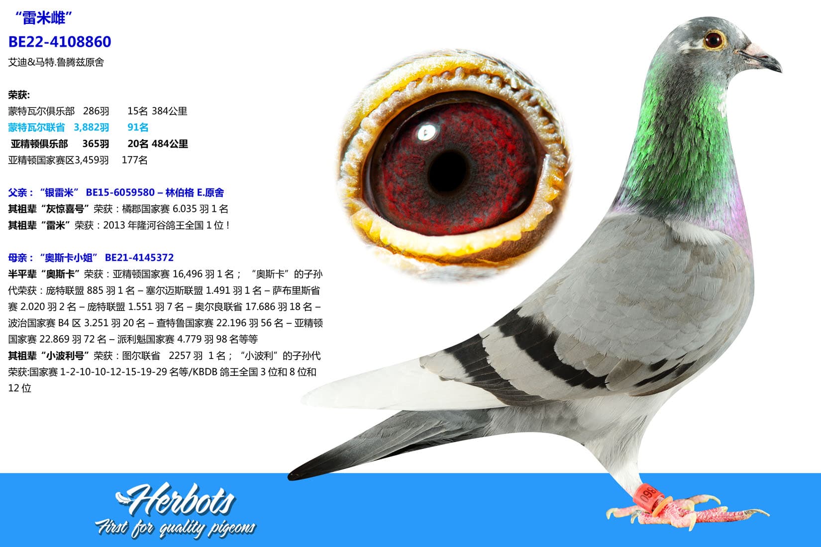 pigeon: undefined