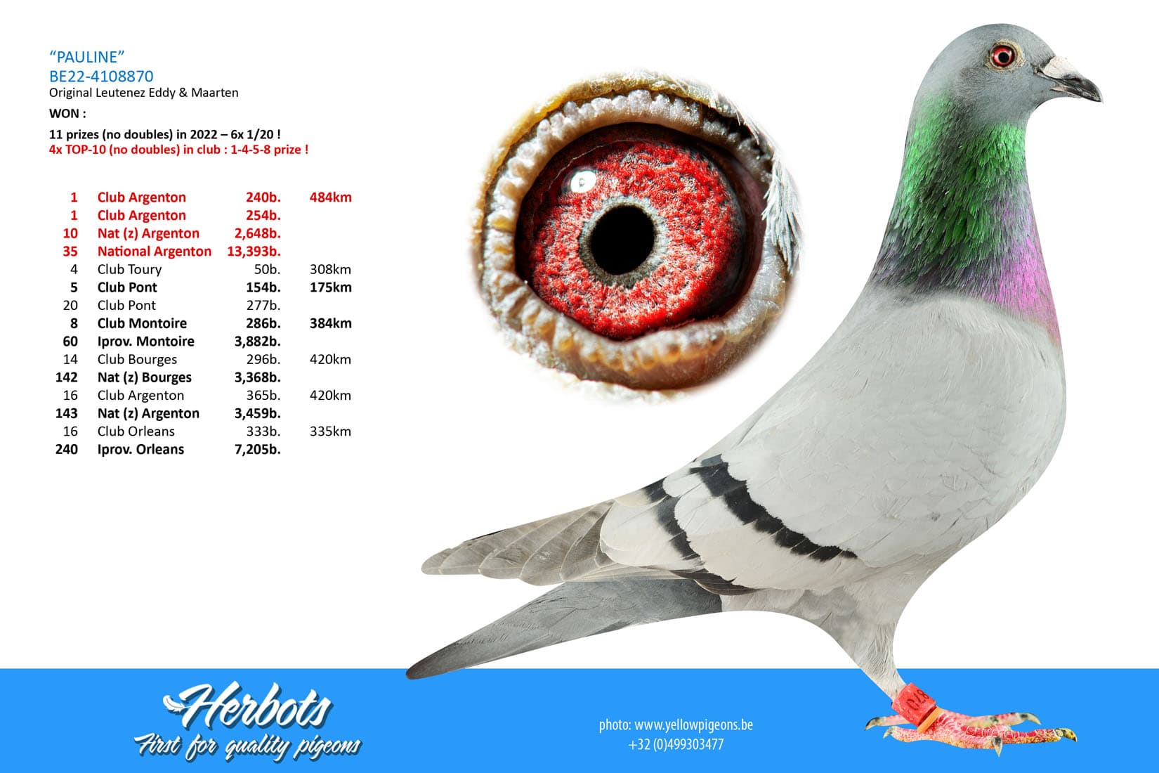 pigeon: undefined