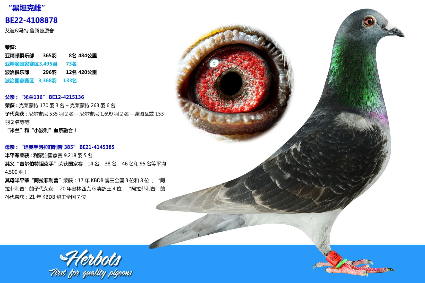 pigeon: undefined