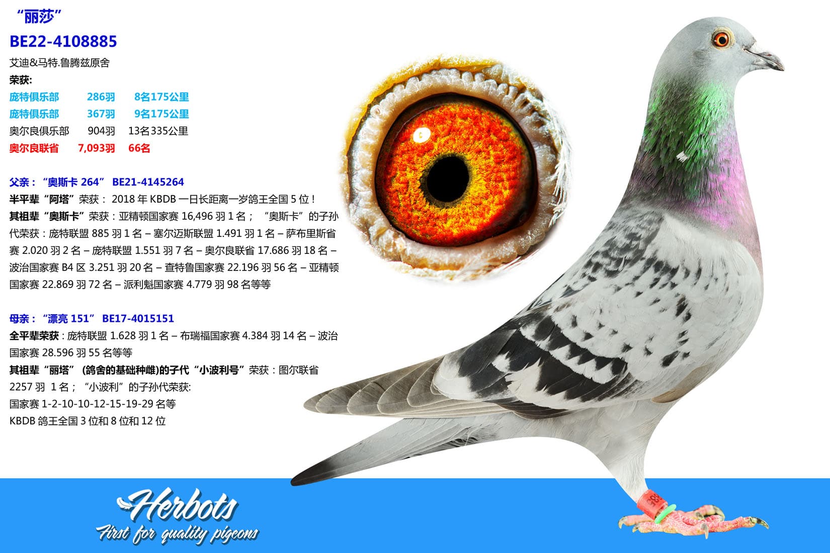 pigeon: undefined