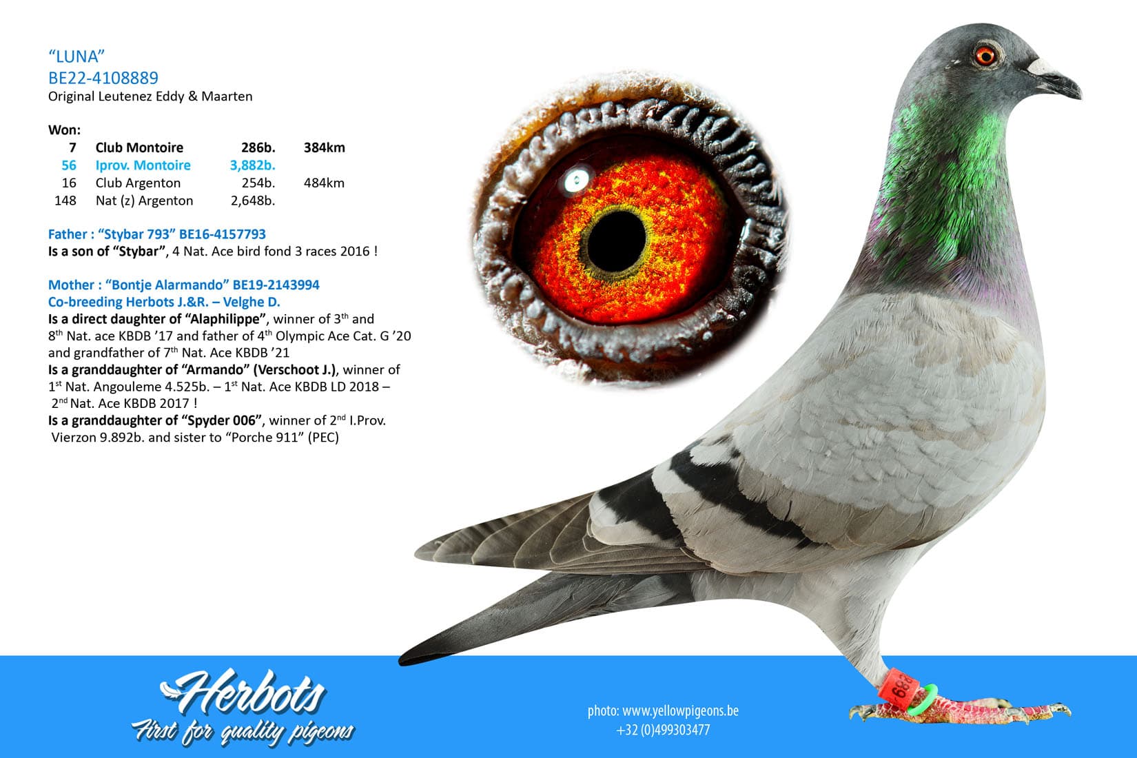 pigeon: undefined