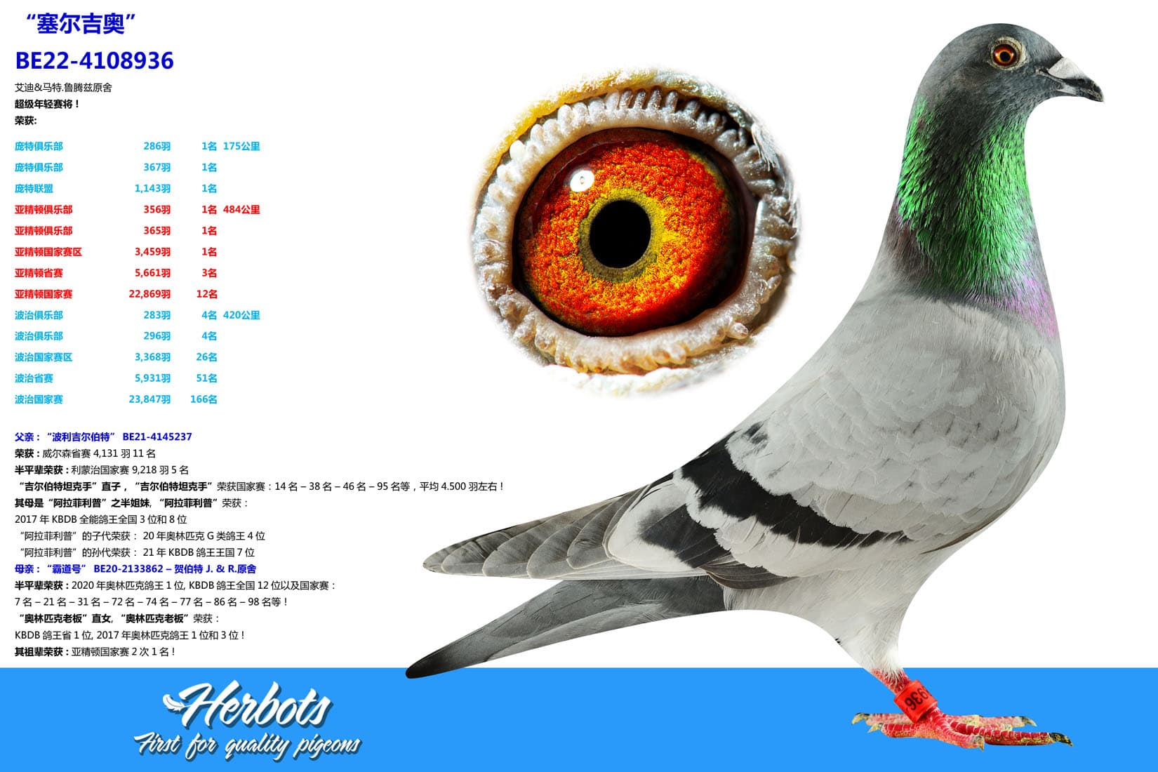 pigeon: undefined