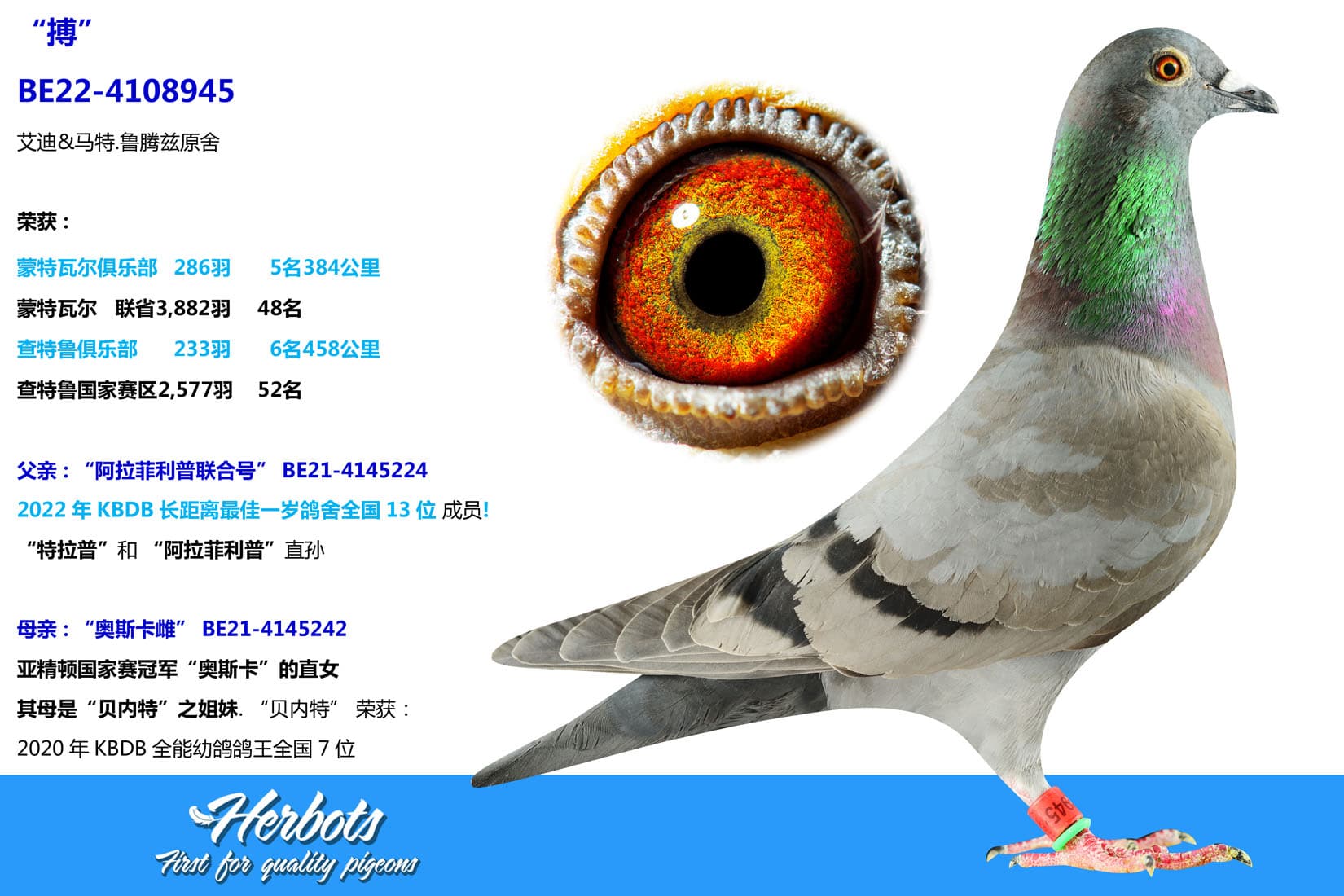 pigeon: undefined