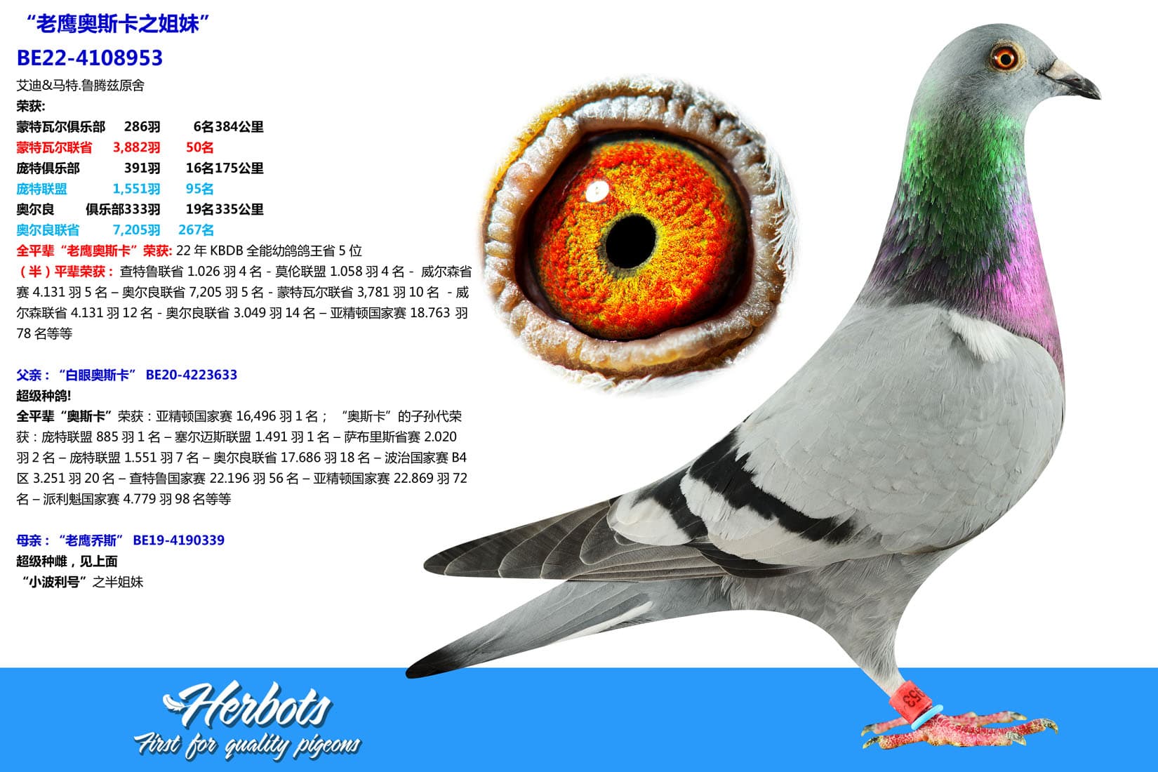 pigeon: undefined