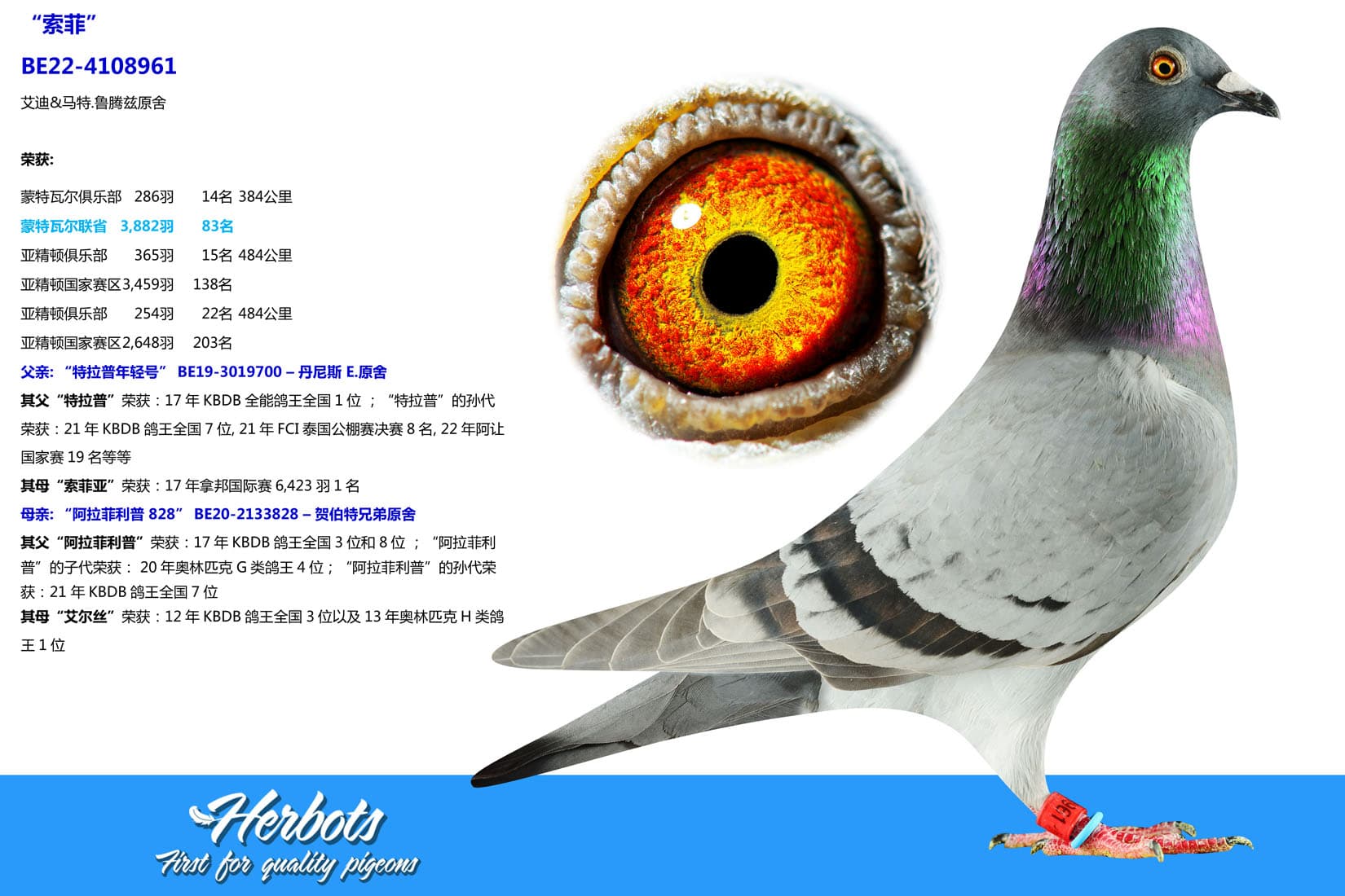 pigeon: undefined