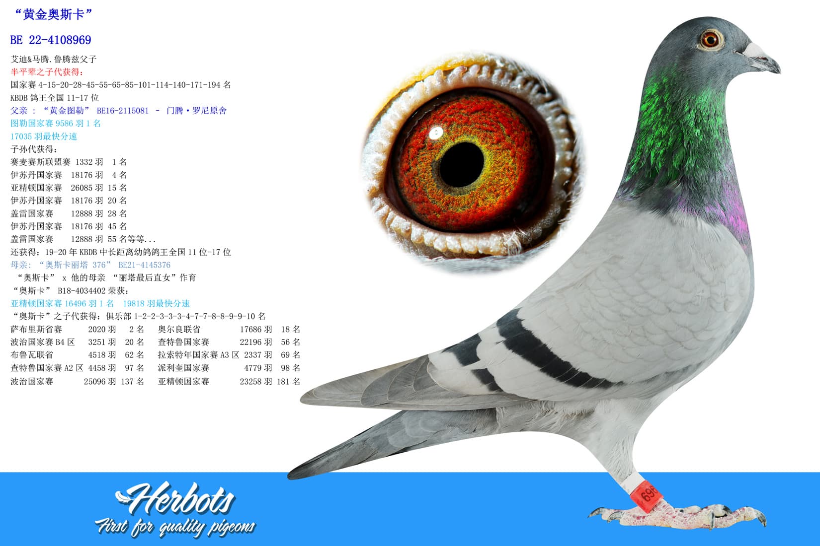 pigeon: “黄金奥斯卡”