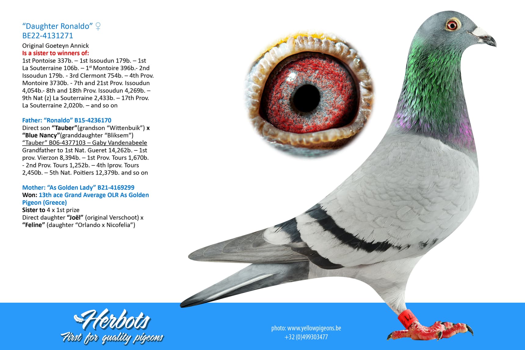 pigeon: undefined