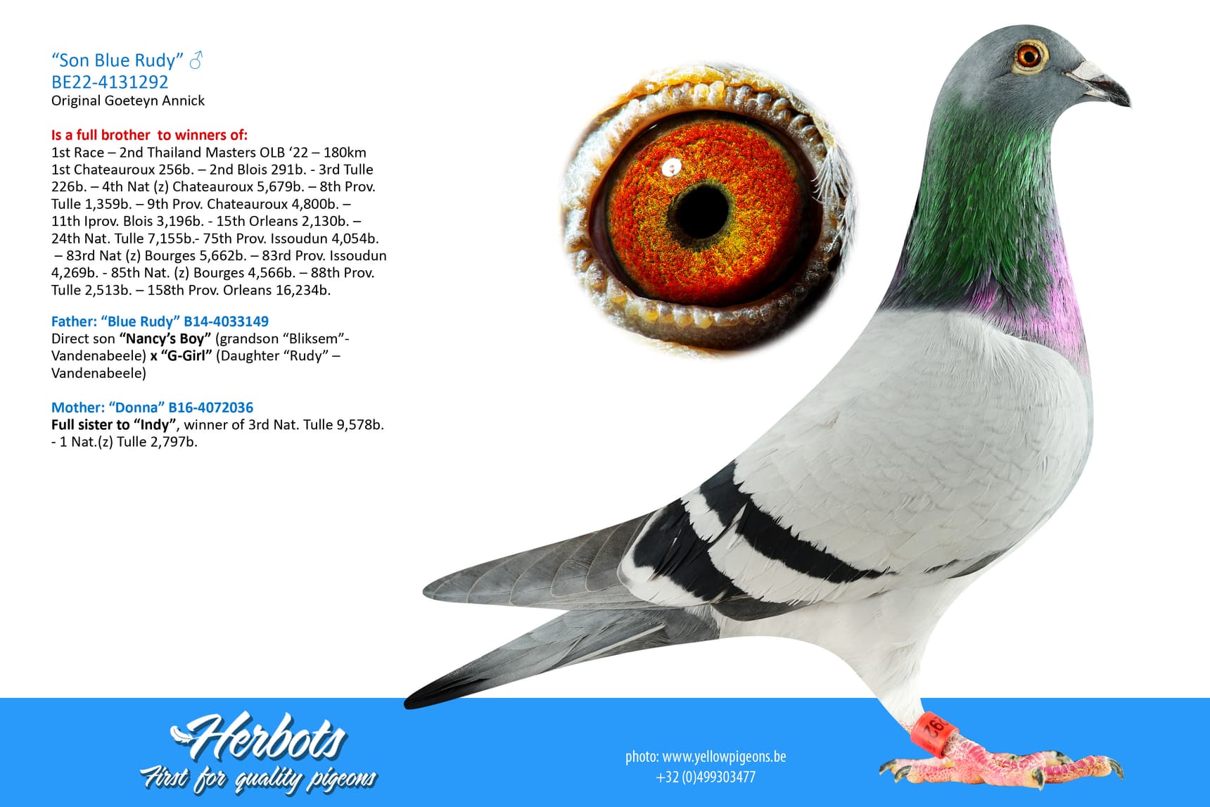 pigeon: undefined