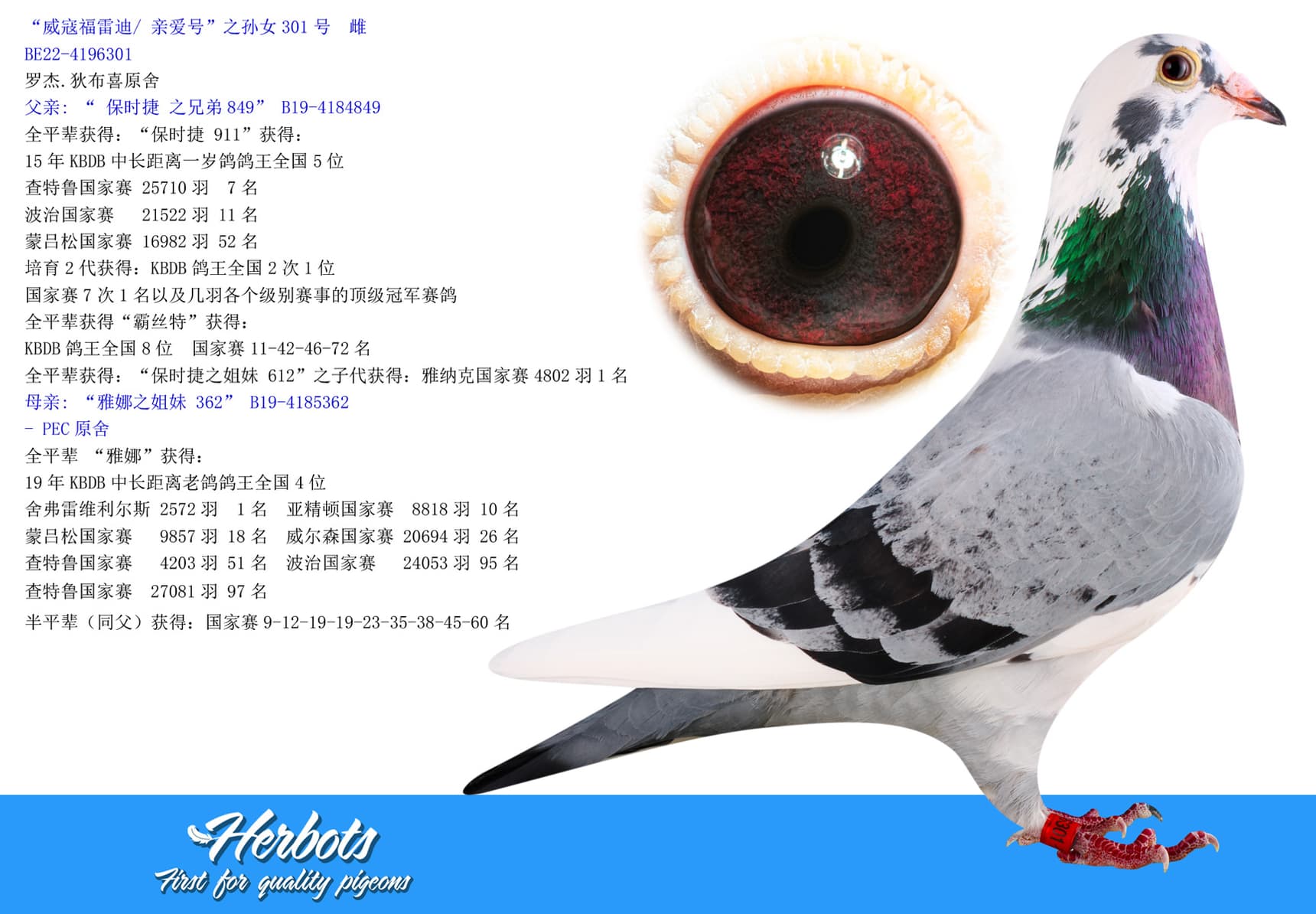 pigeon: undefined