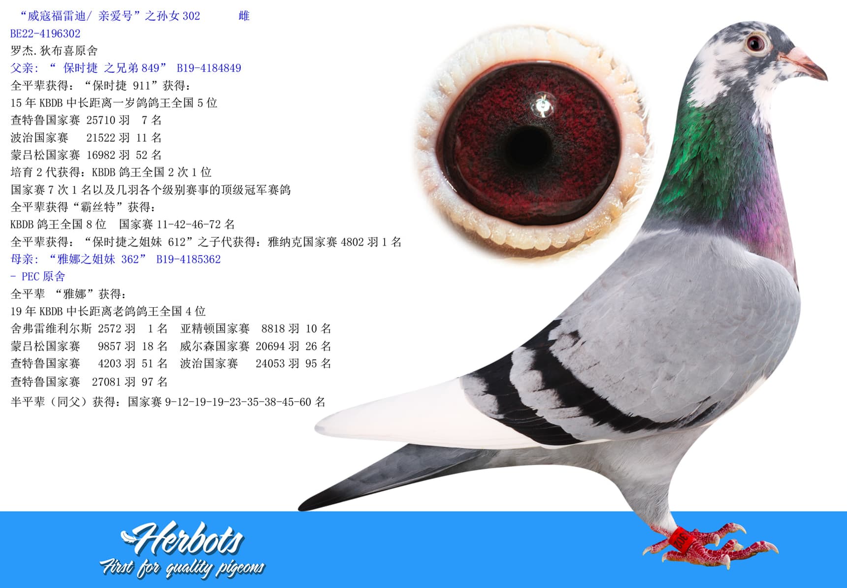 pigeon: undefined