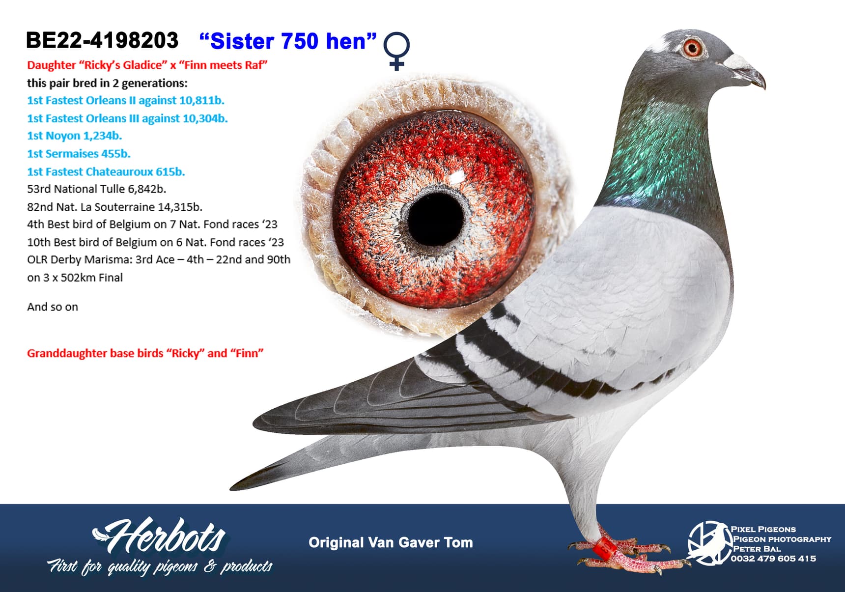 pigeon: undefined