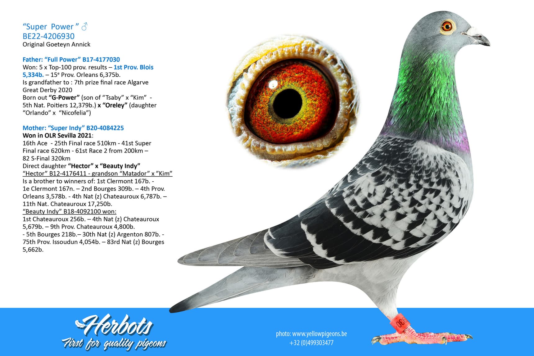 pigeon: undefined