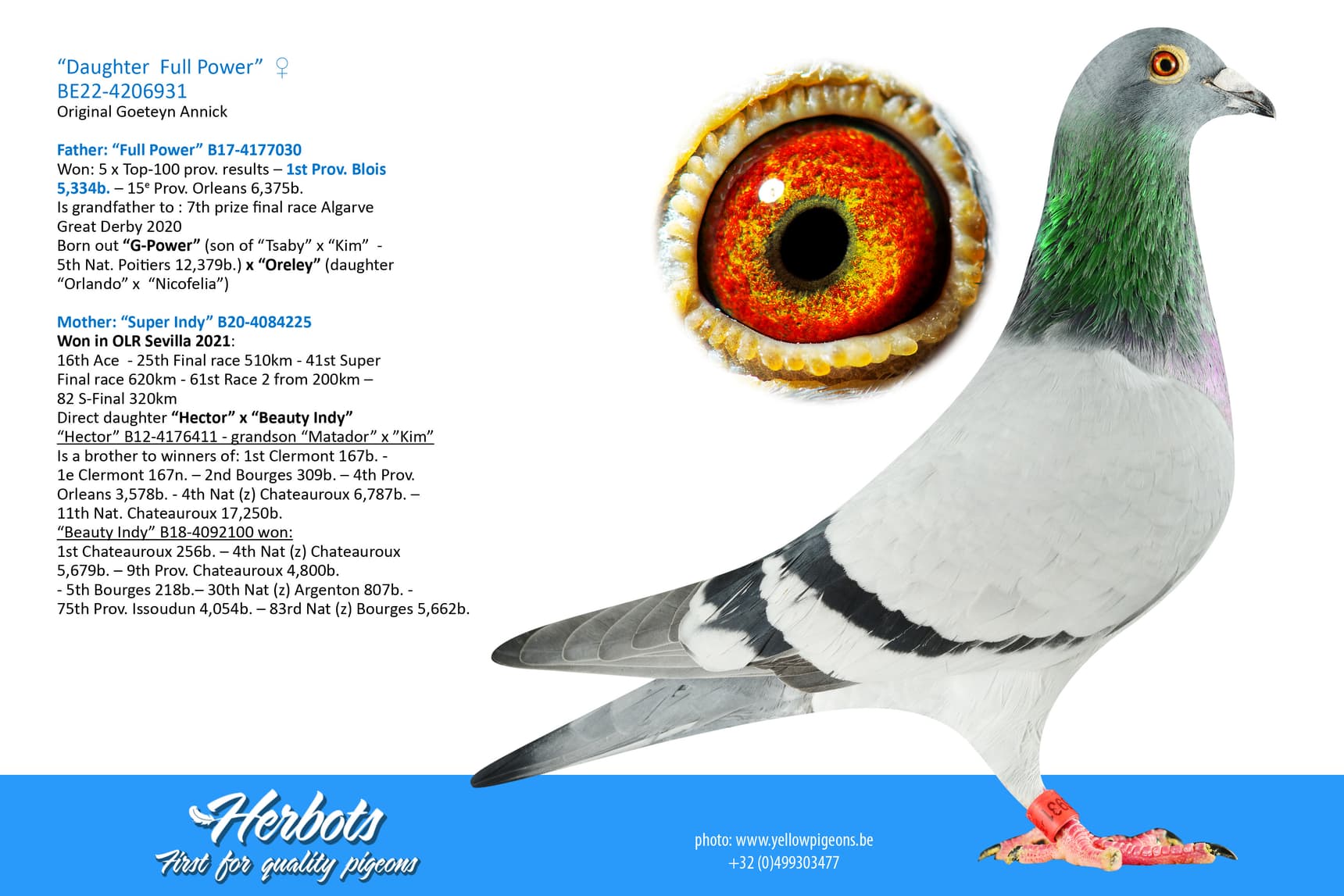 pigeon: undefined