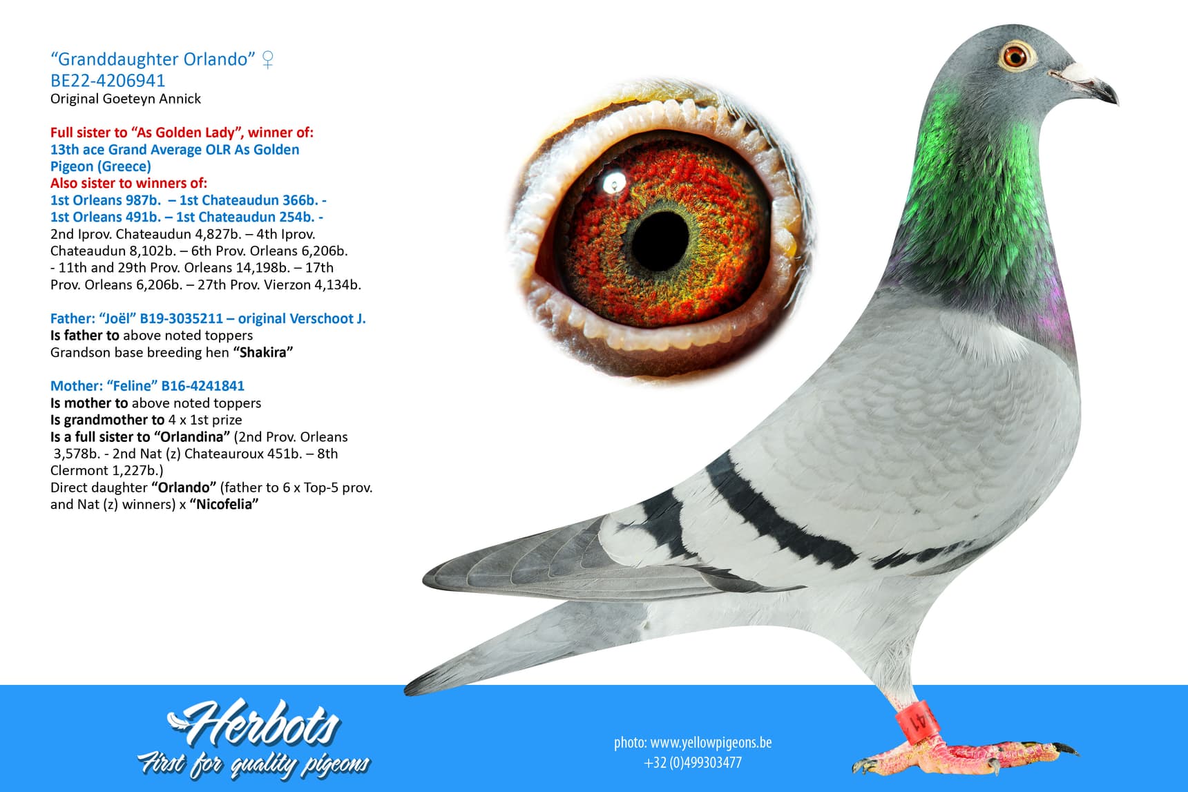 pigeon: undefined