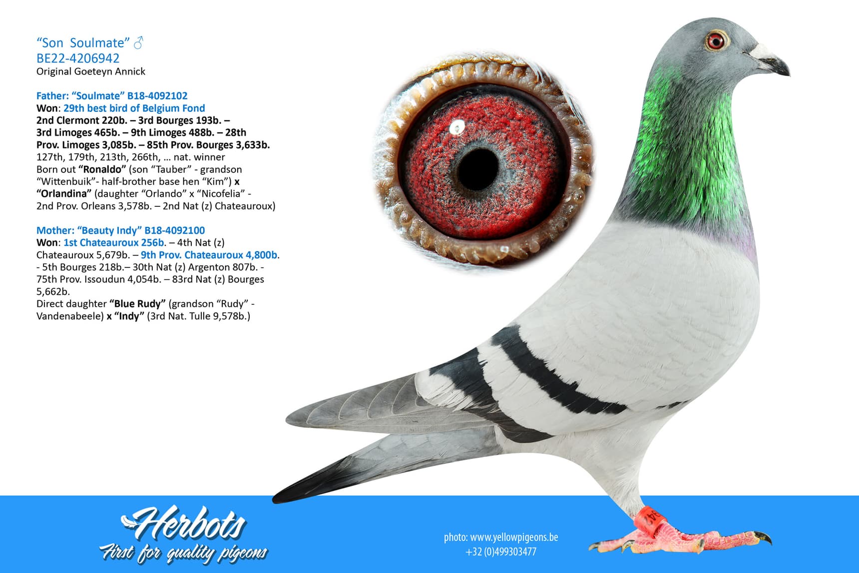 pigeon: undefined