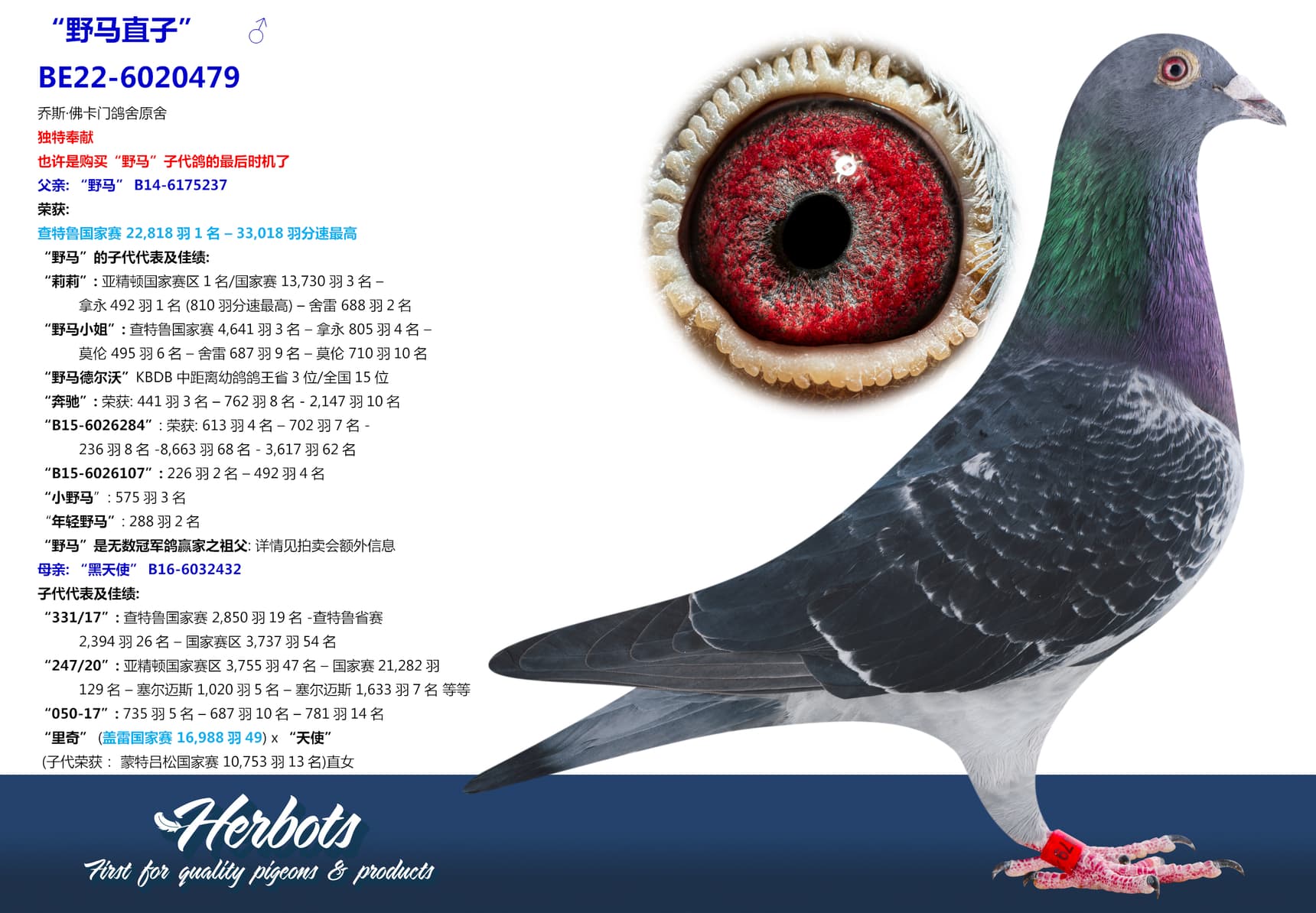 pigeon: undefined