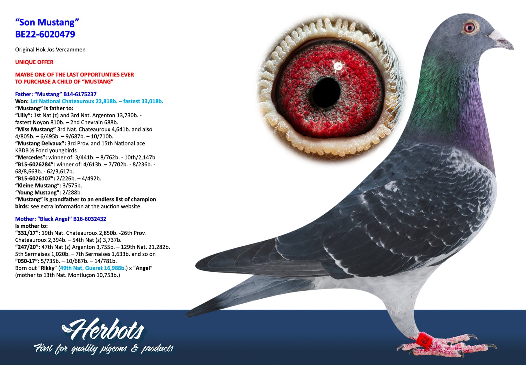 pigeon: undefined