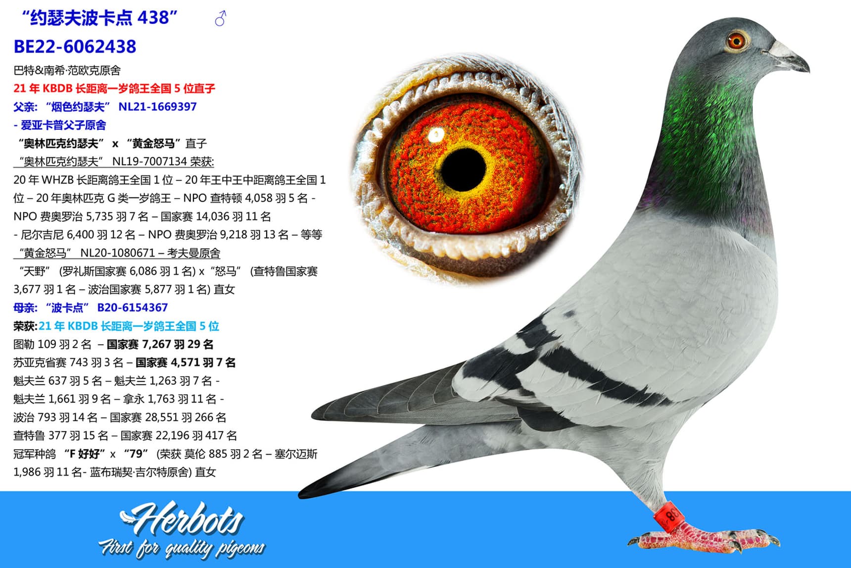 pigeon: “约瑟夫波卡点 438”