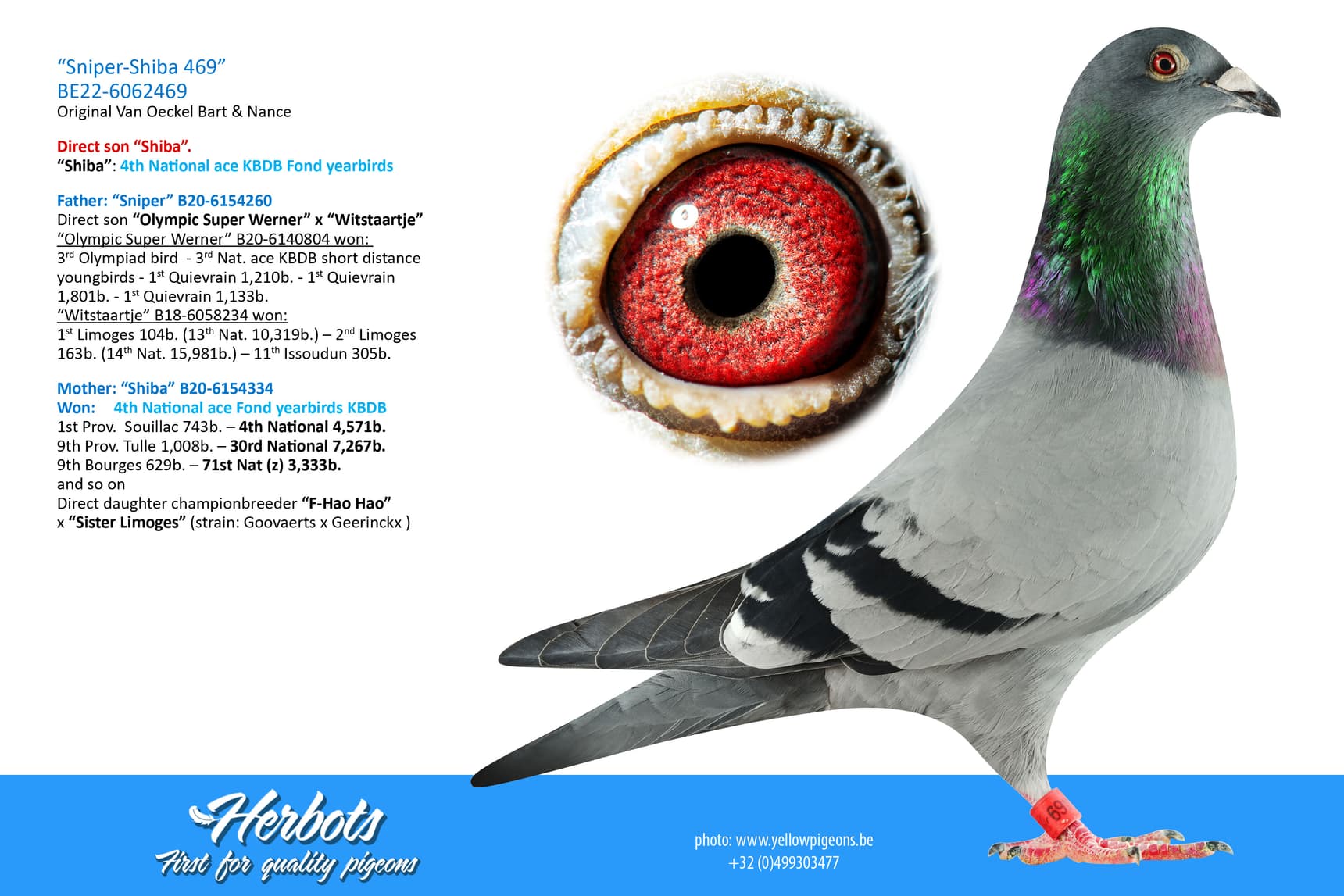 pigeon: undefined