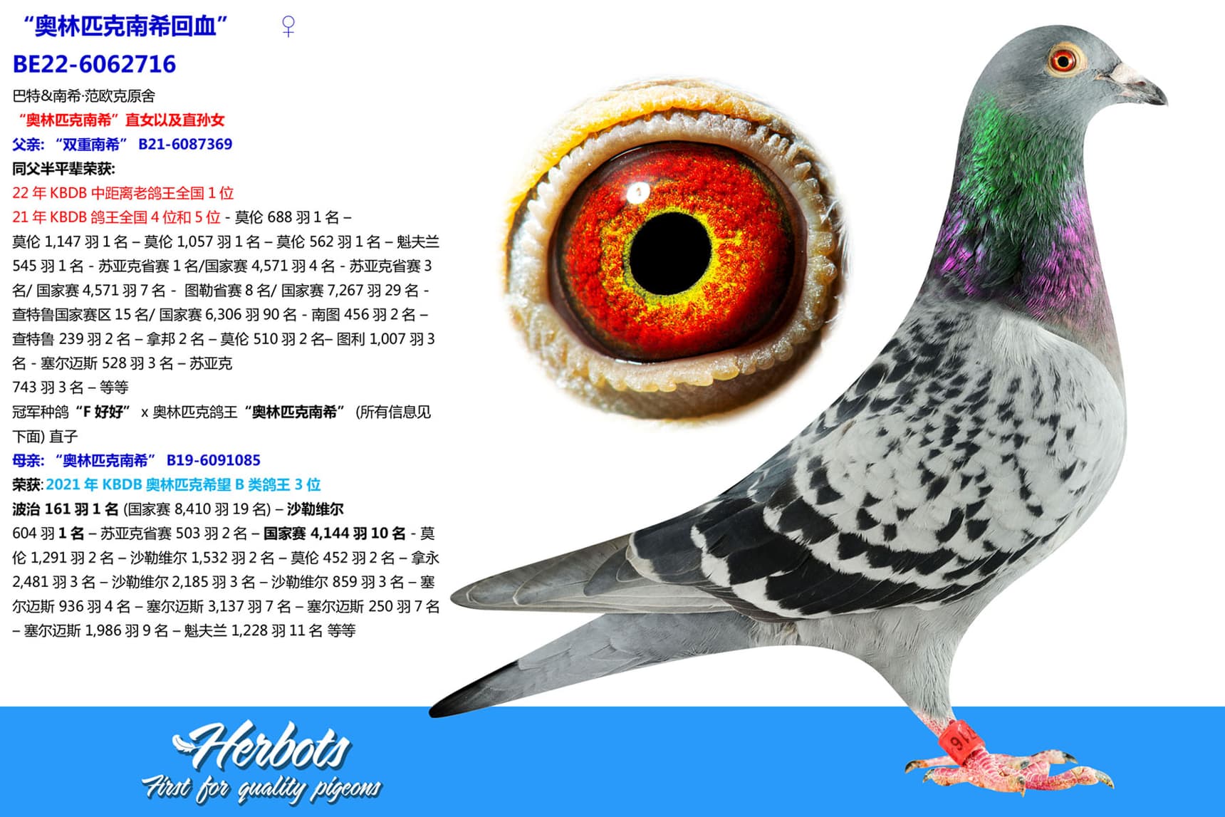 pigeon: “奥林匹克南希回血”