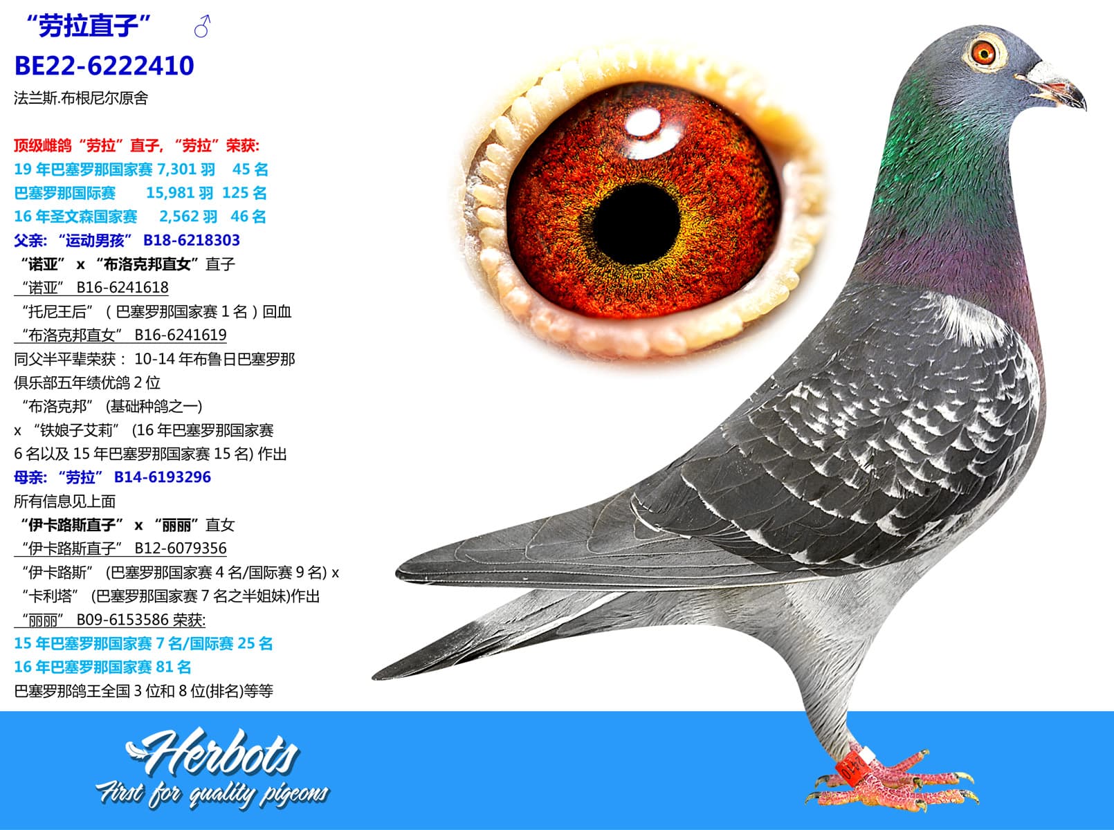 pigeon: undefined
