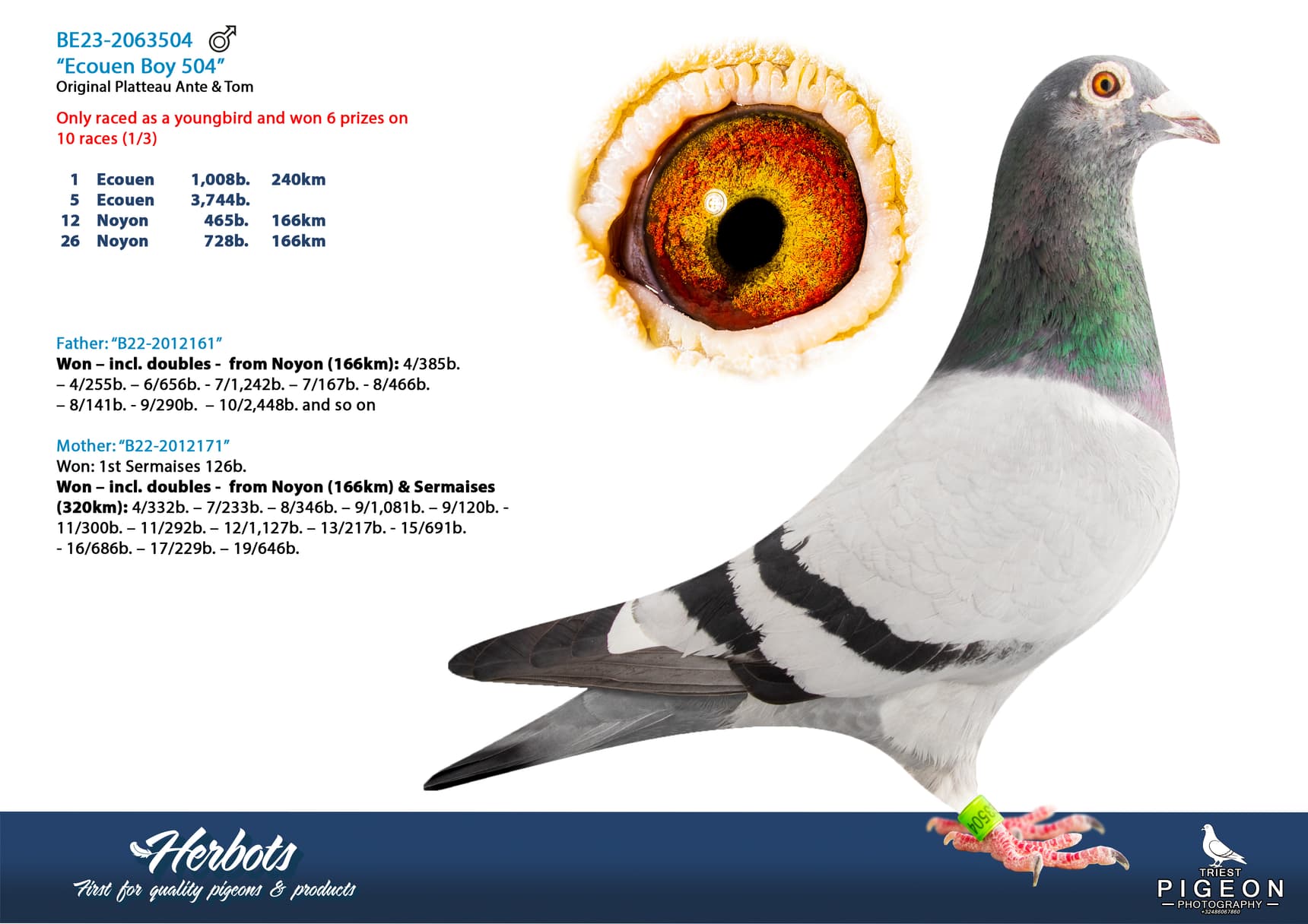 pigeon: undefined