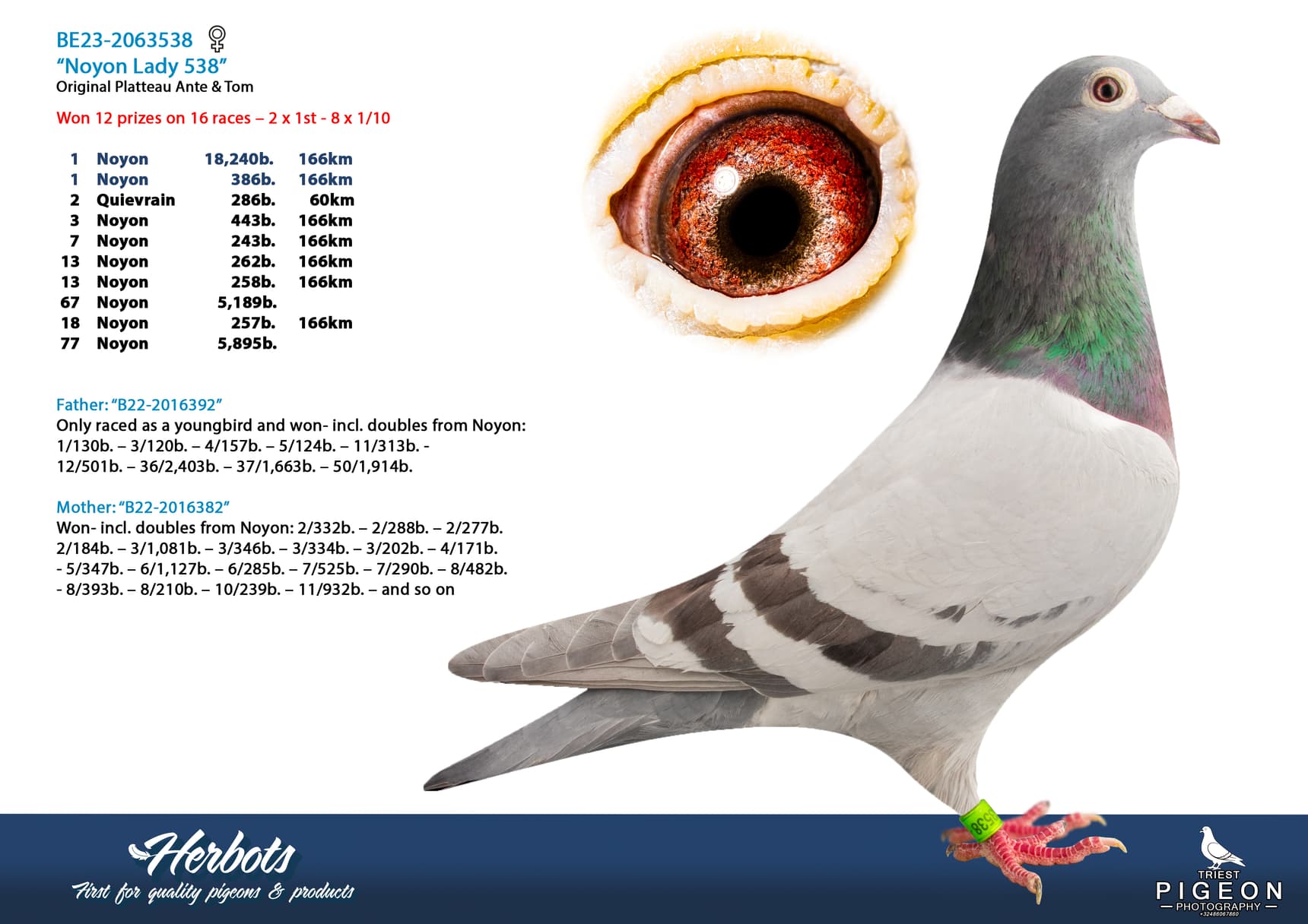 pigeon: undefined