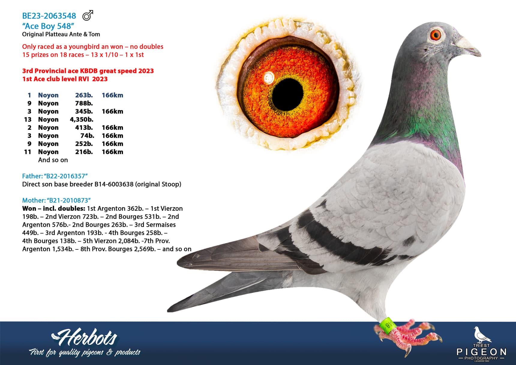 pigeon: undefined