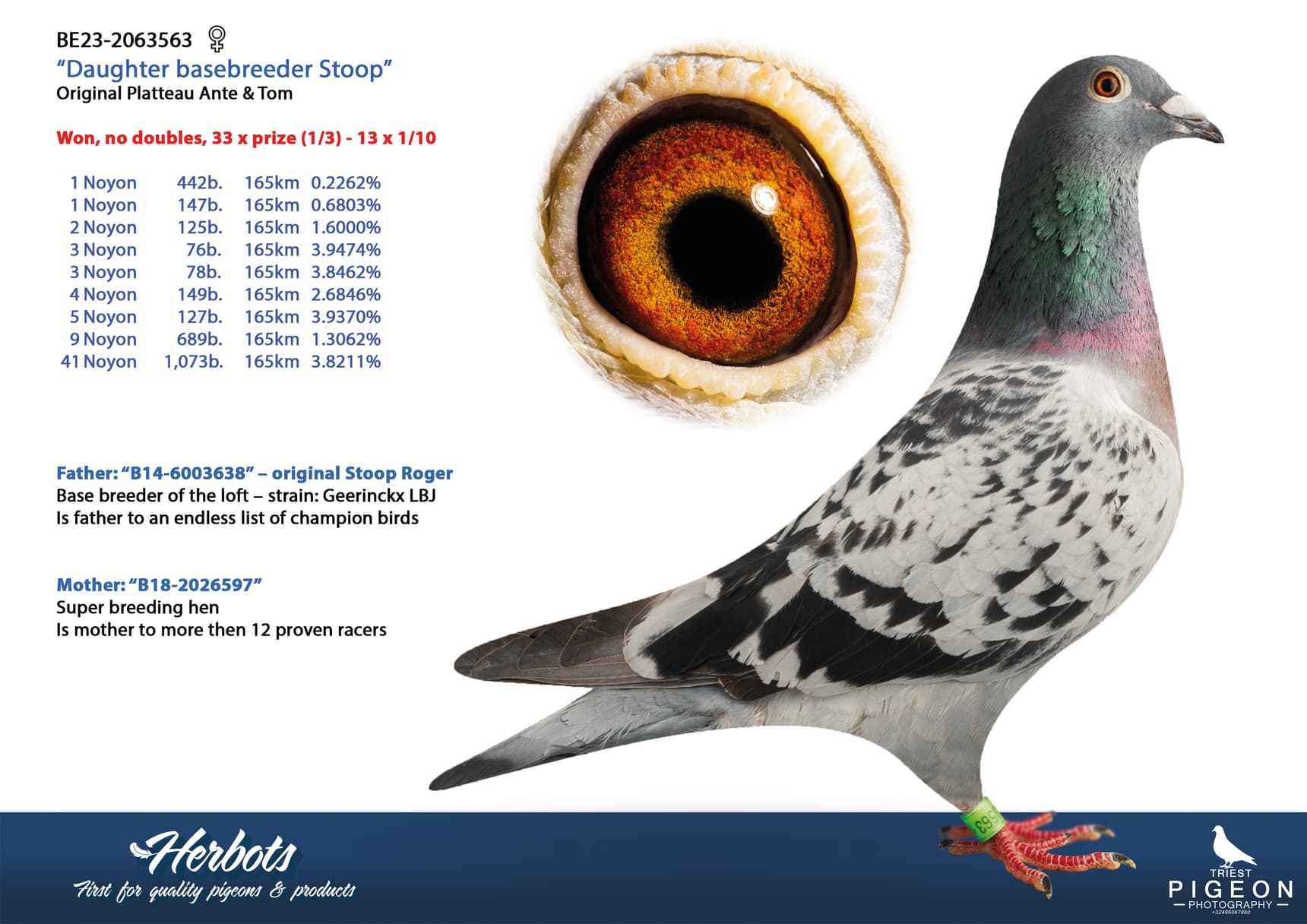 pigeon: undefined