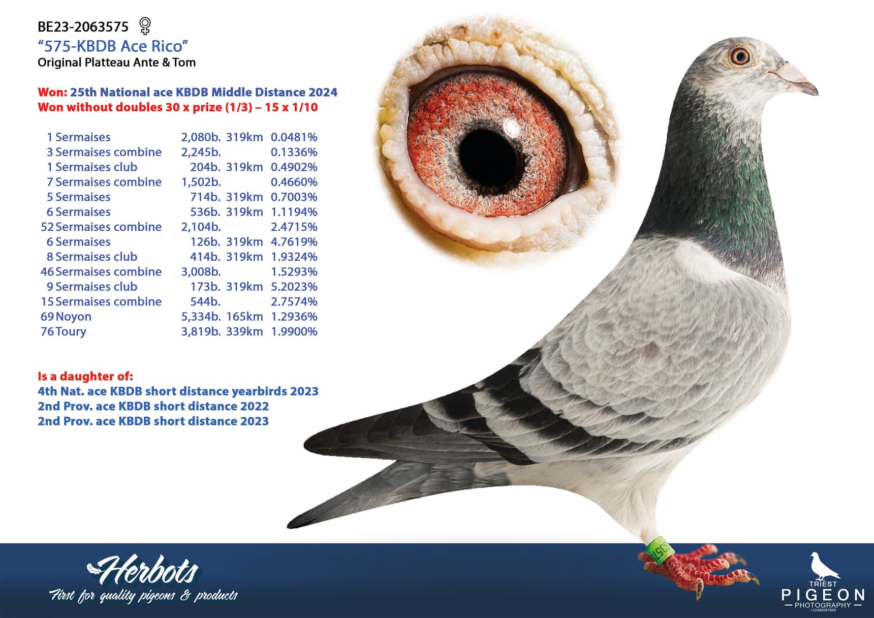 pigeon: undefined