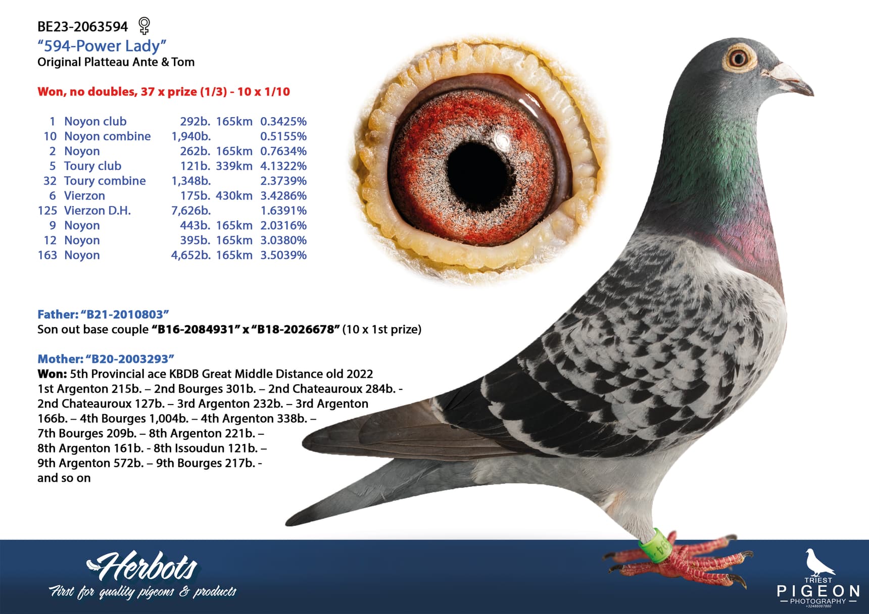 pigeon: undefined