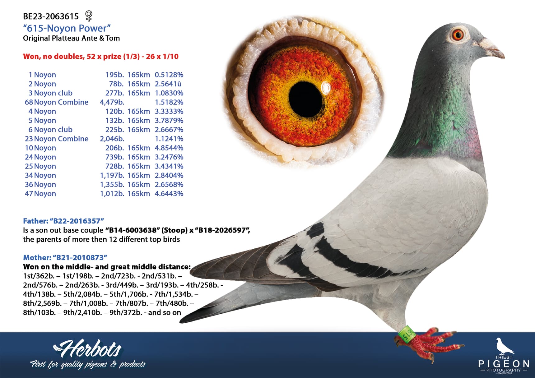 pigeon: undefined