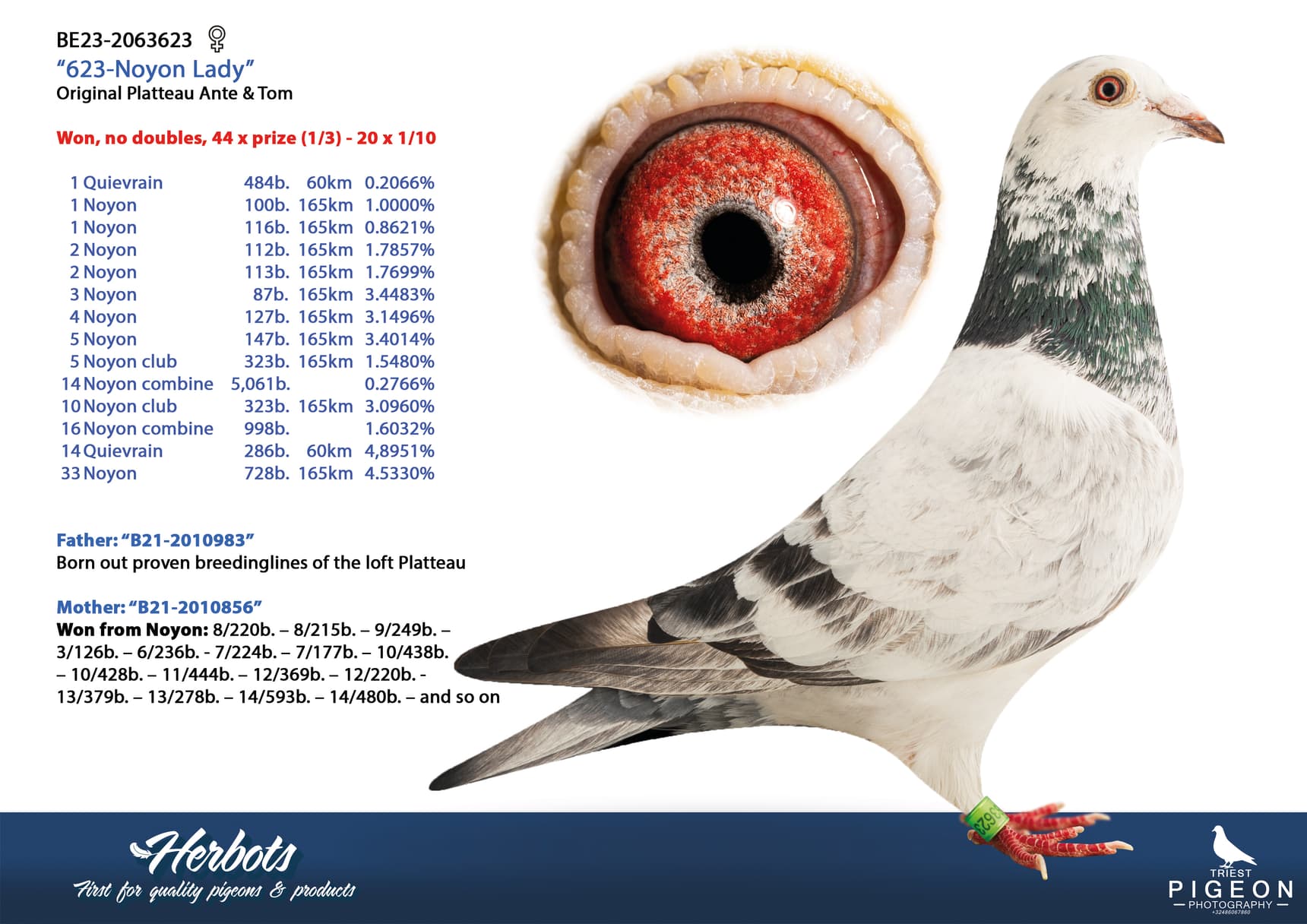 pigeon: undefined