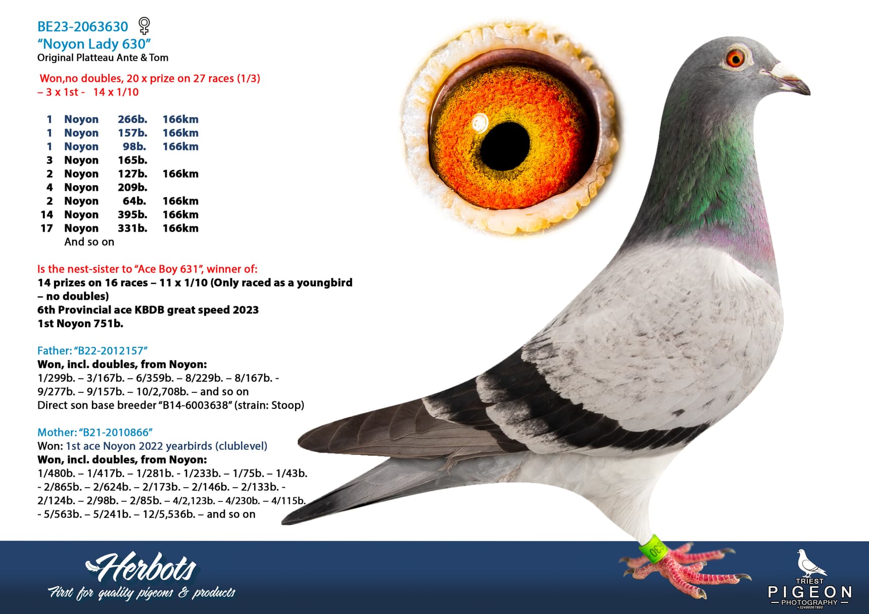 pigeon: undefined