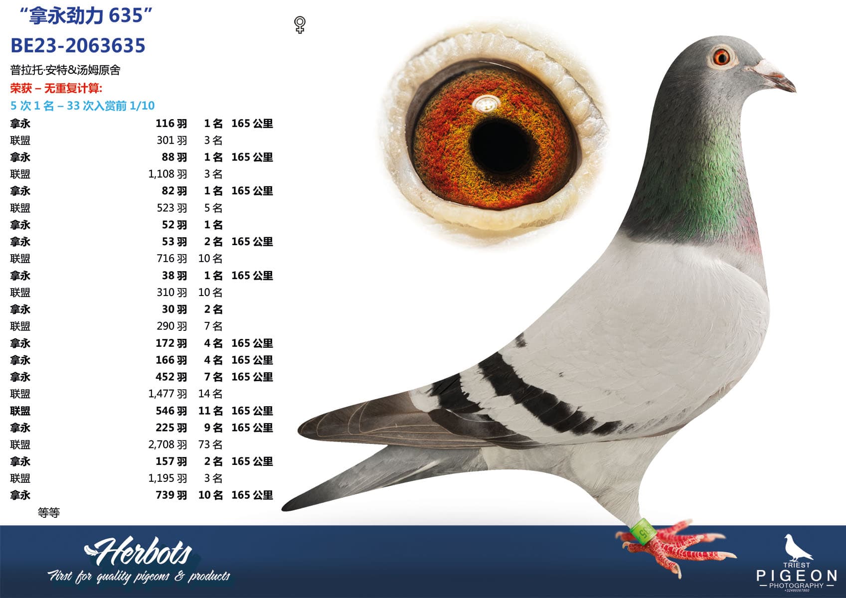 pigeon: undefined