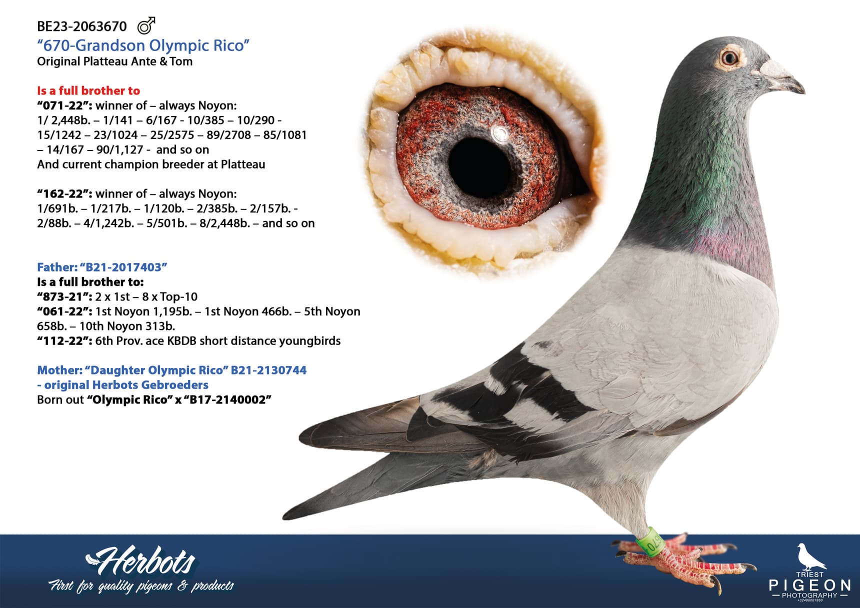 pigeon: undefined