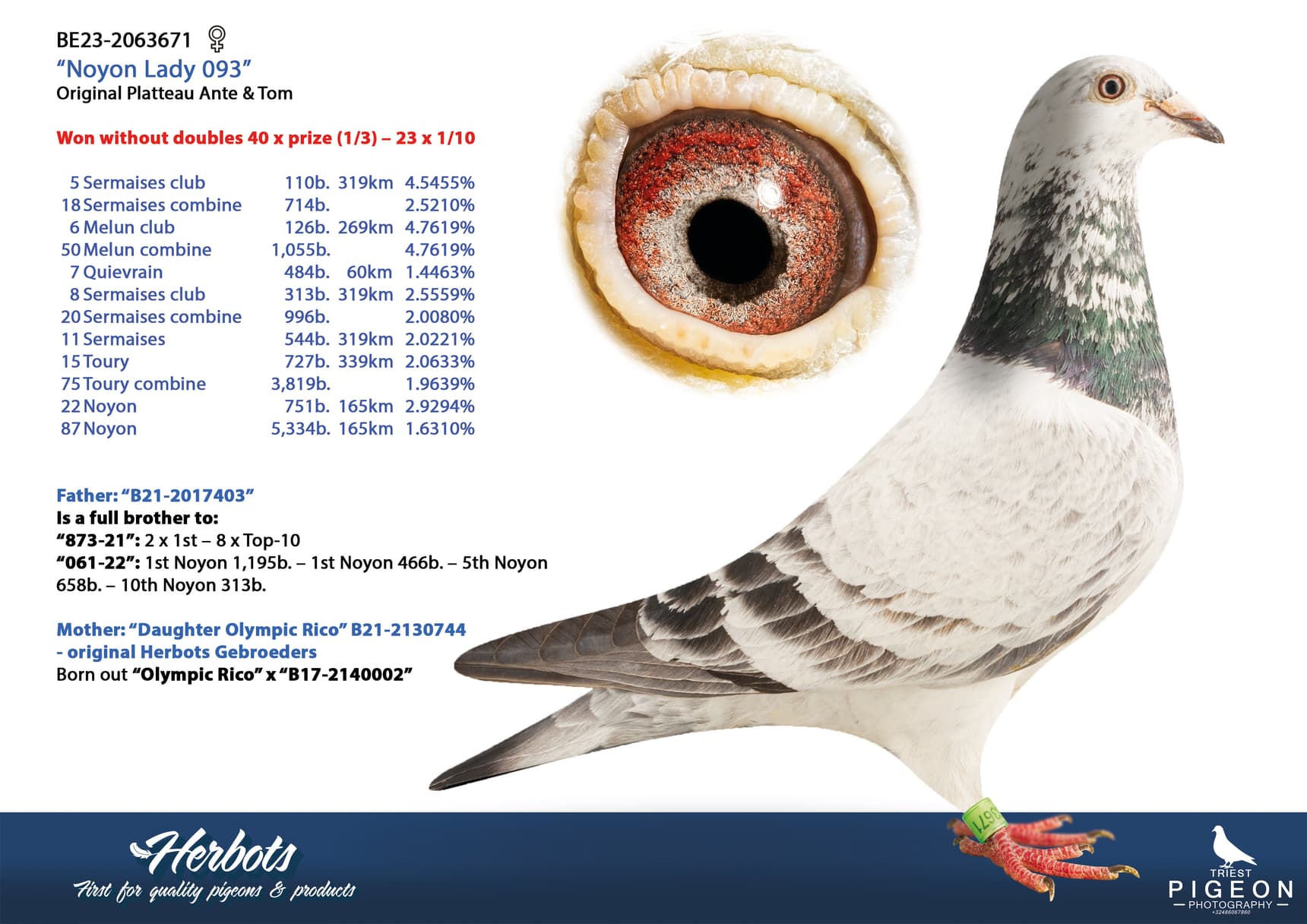 pigeon: undefined
