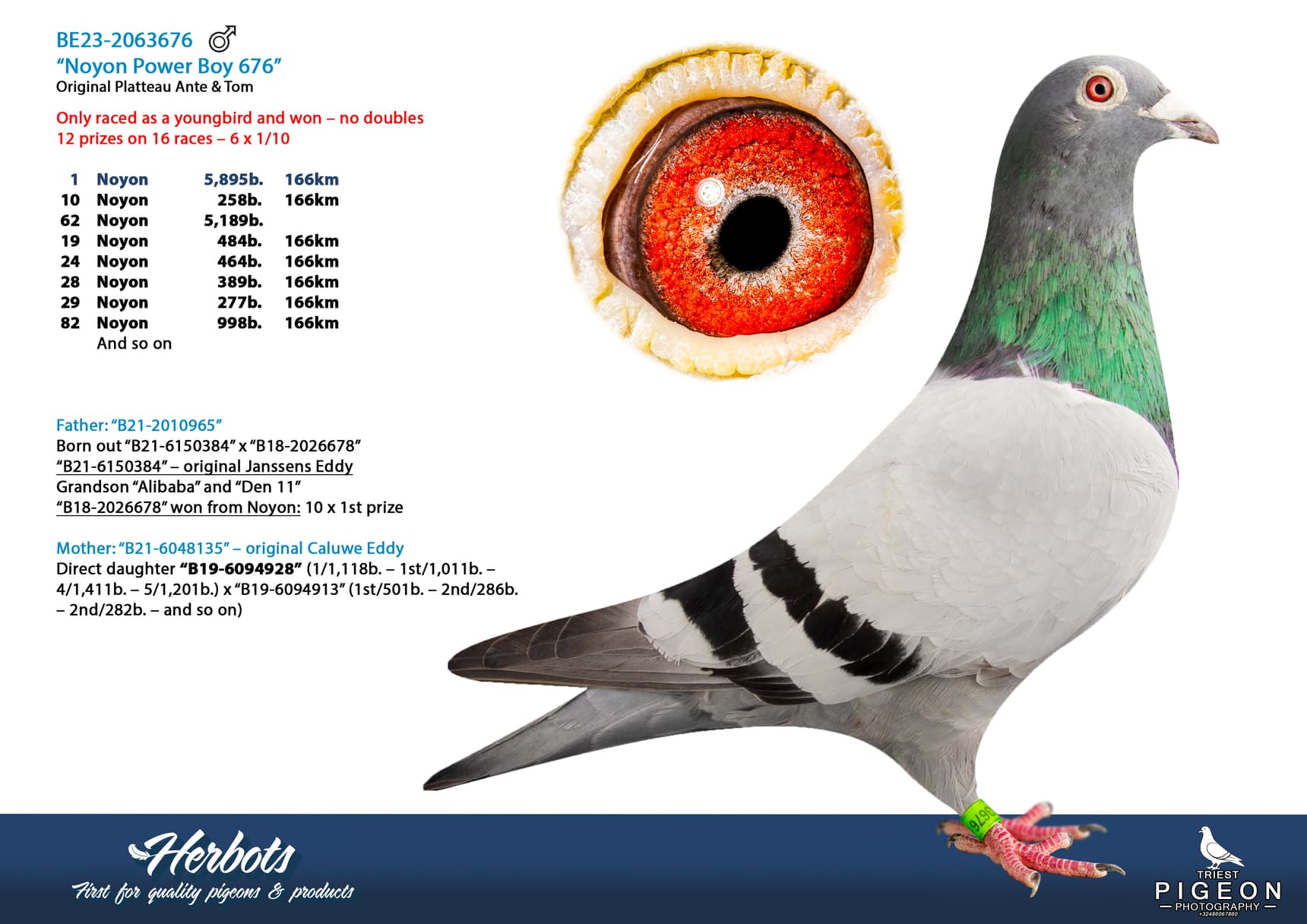 pigeon: undefined