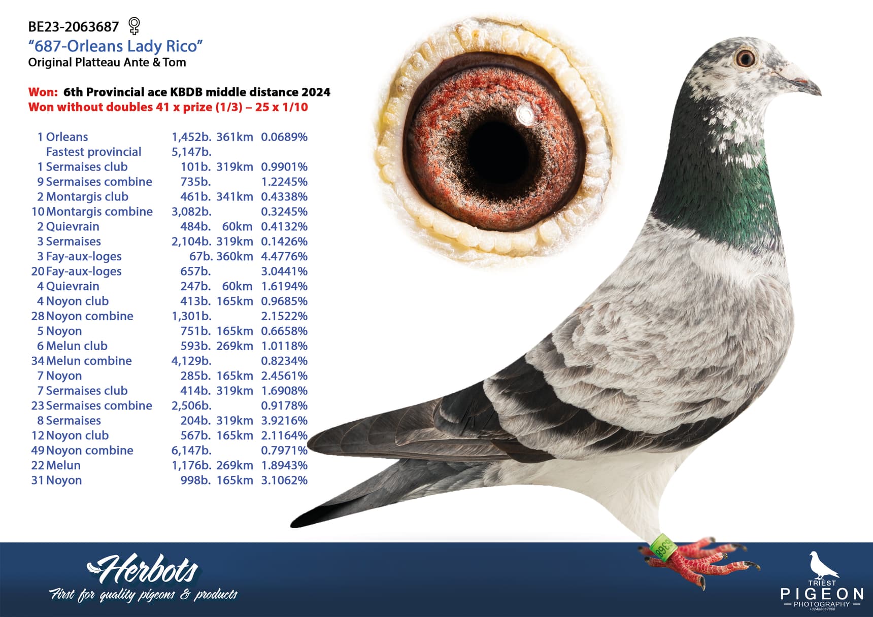 pigeon: undefined