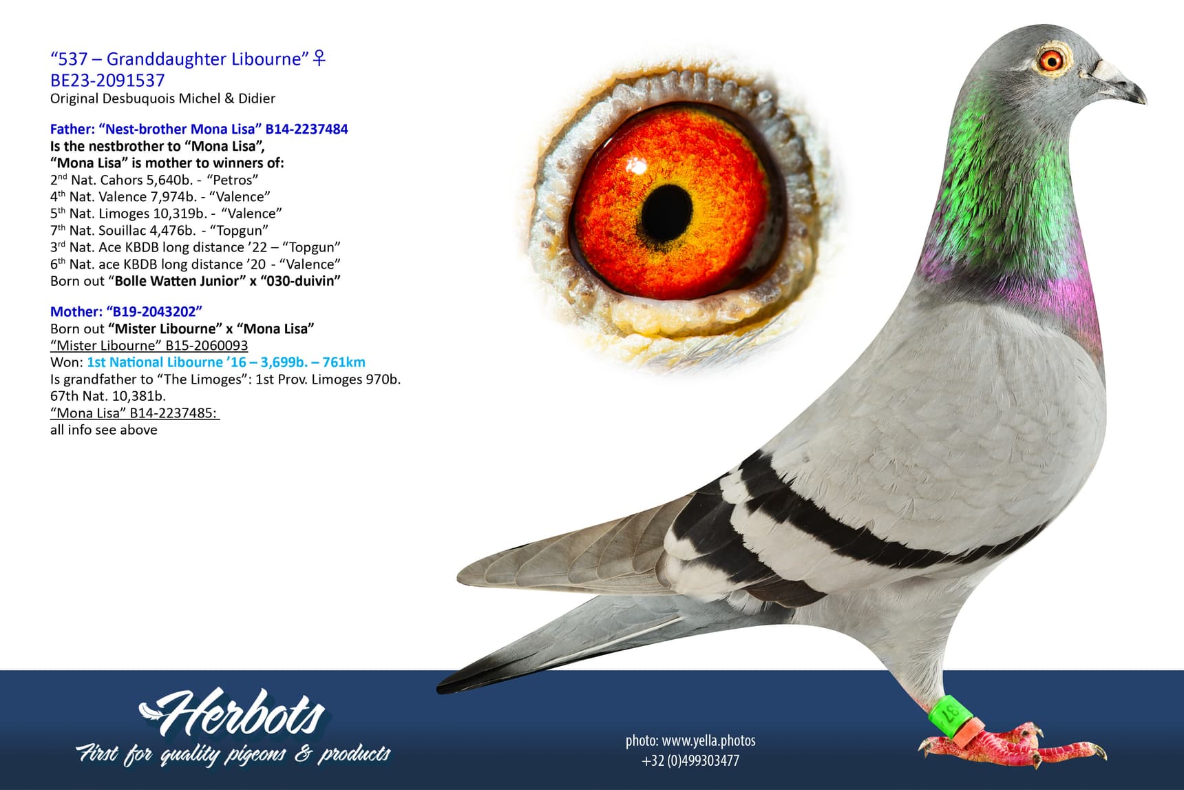 pigeon: undefined