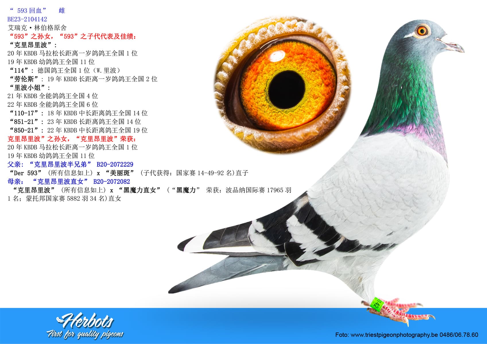 pigeon: undefined