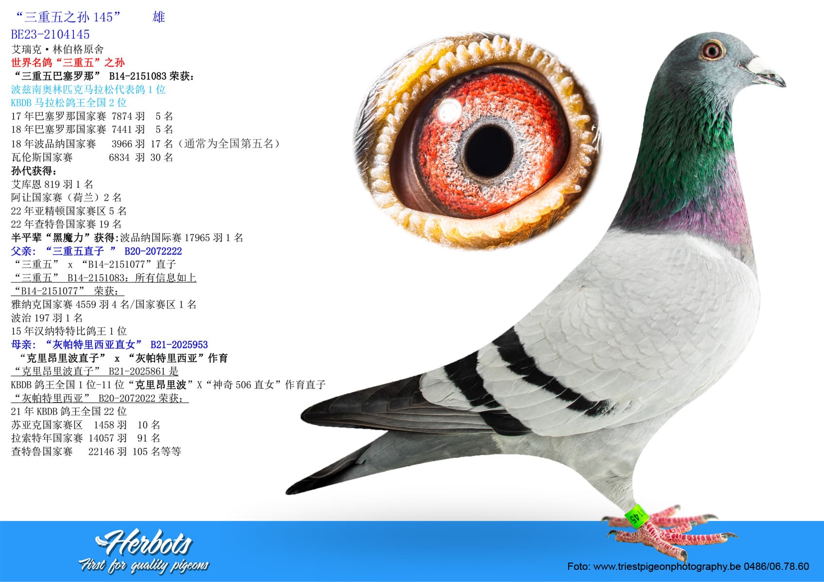 pigeon: undefined
