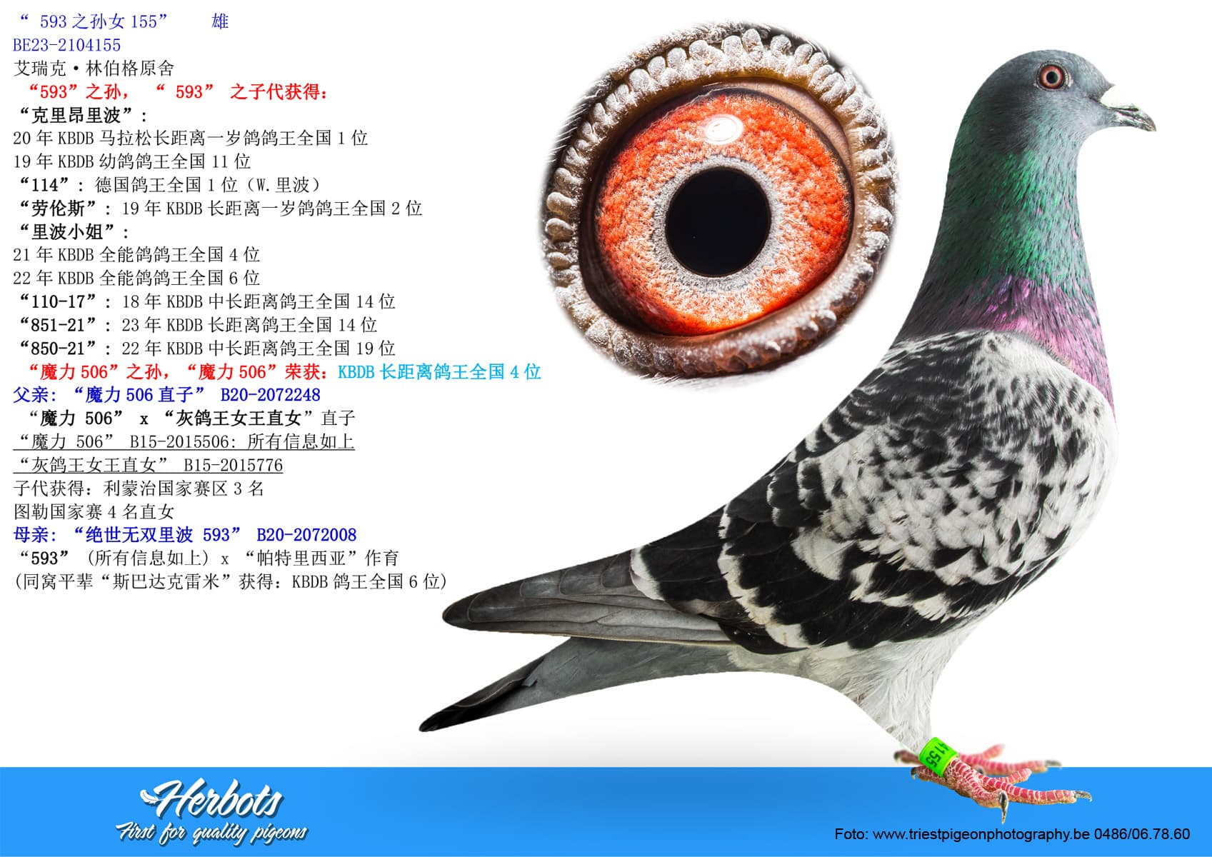 pigeon: undefined