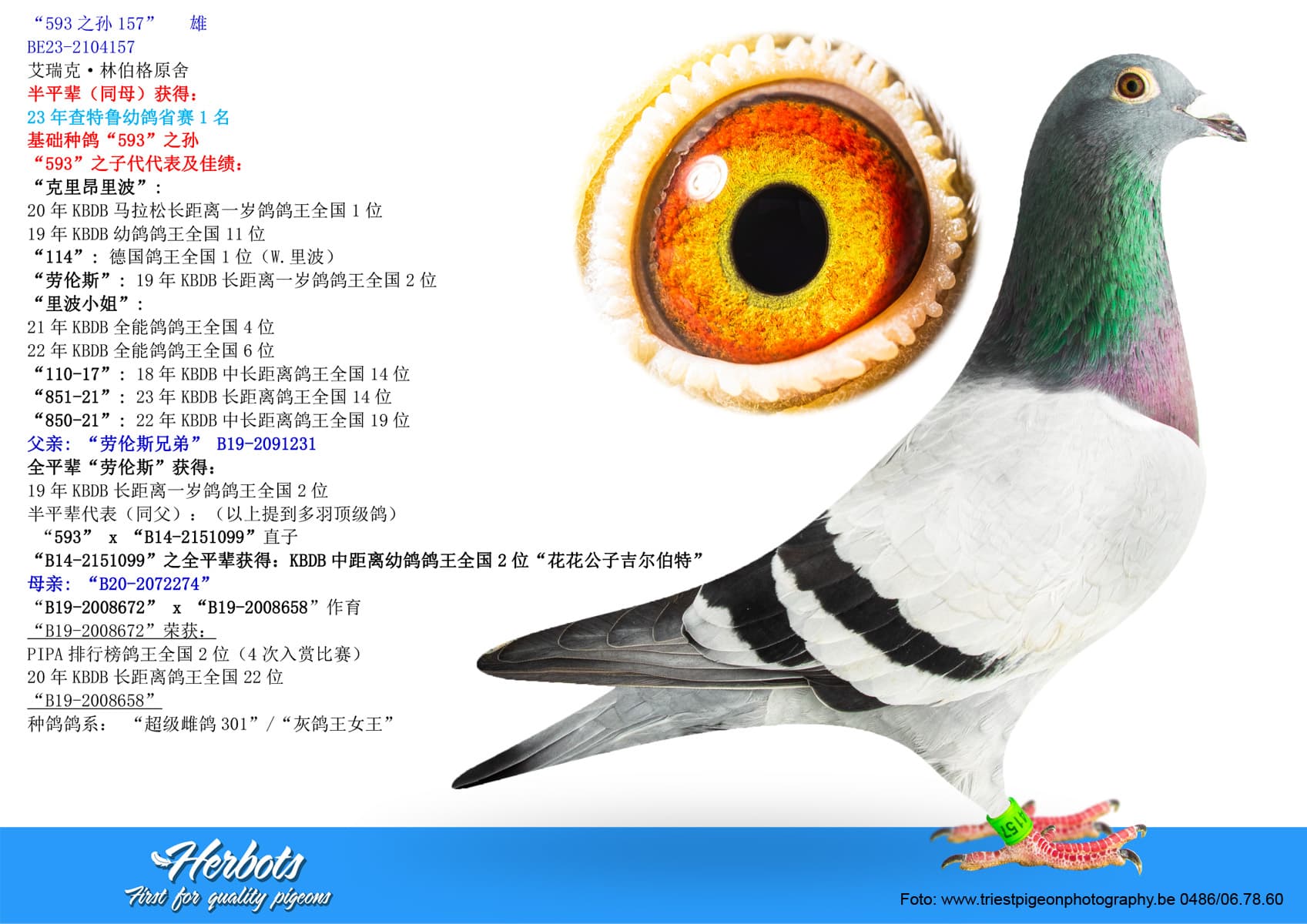 pigeon: undefined